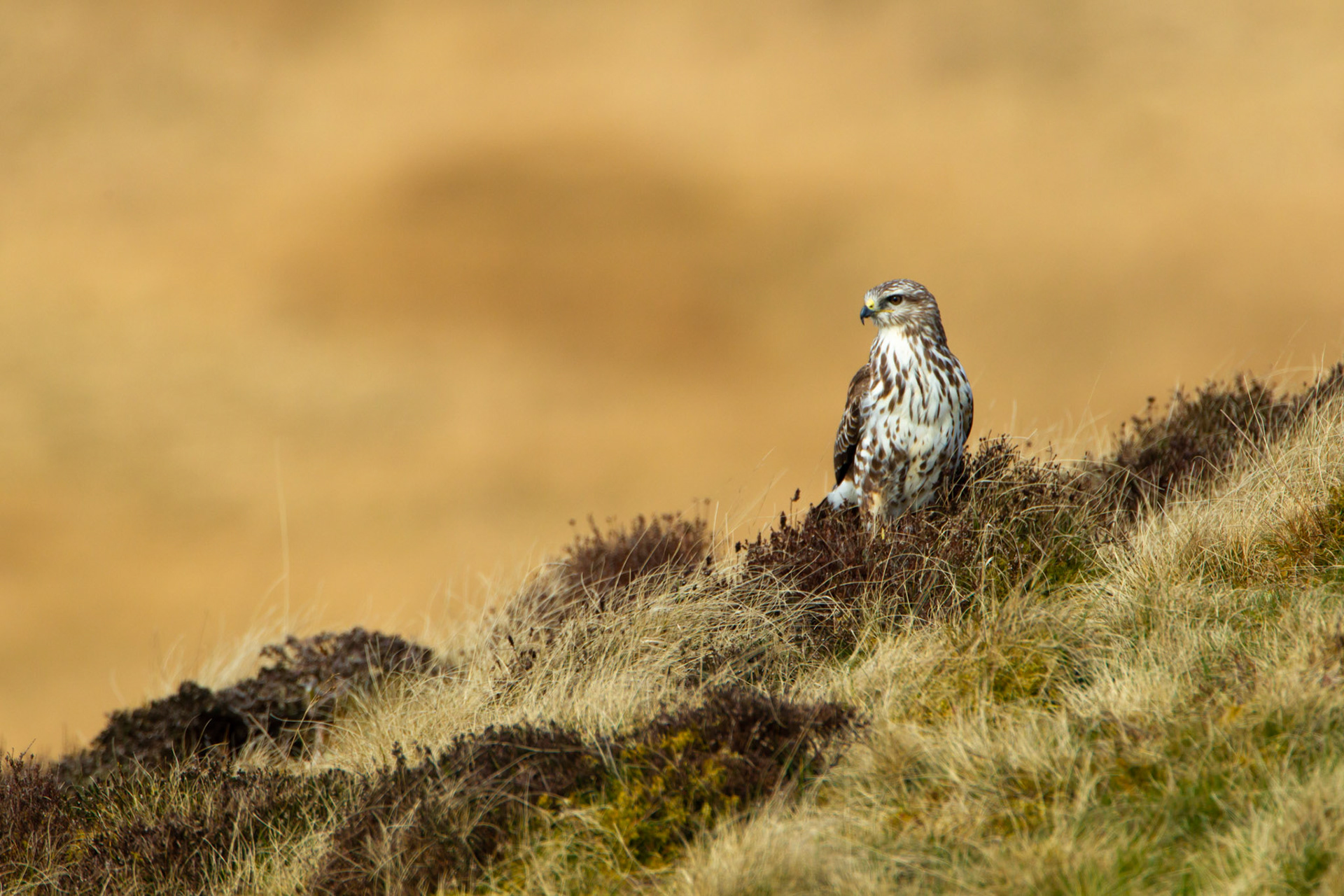 Buzzard, Buteo buteo, adult, standing on heather, Spring, Mid Wales, UK.