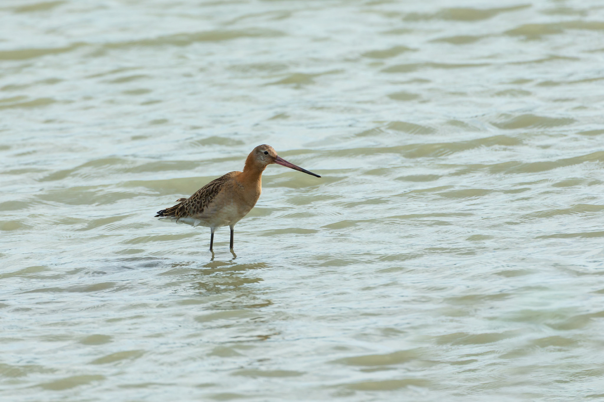 Black-tailed Godwit, Limosa limosa, adult, standing in water. RSPB Conwy, Autumn, Wales.