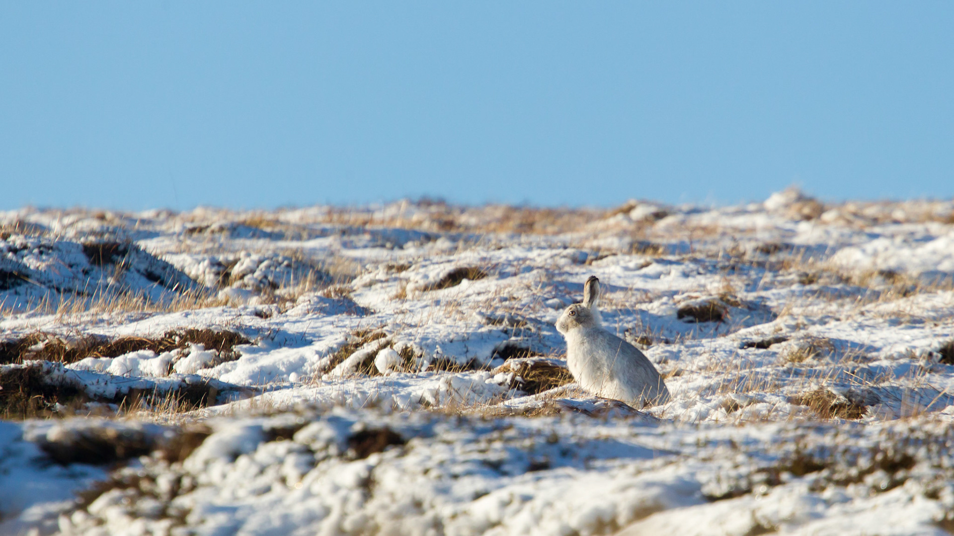 Mountain Hare, Lepus timidus, adult, sitting under ridge with winter fur,in snow, winter, small in landscape. Peak District, England, UK.