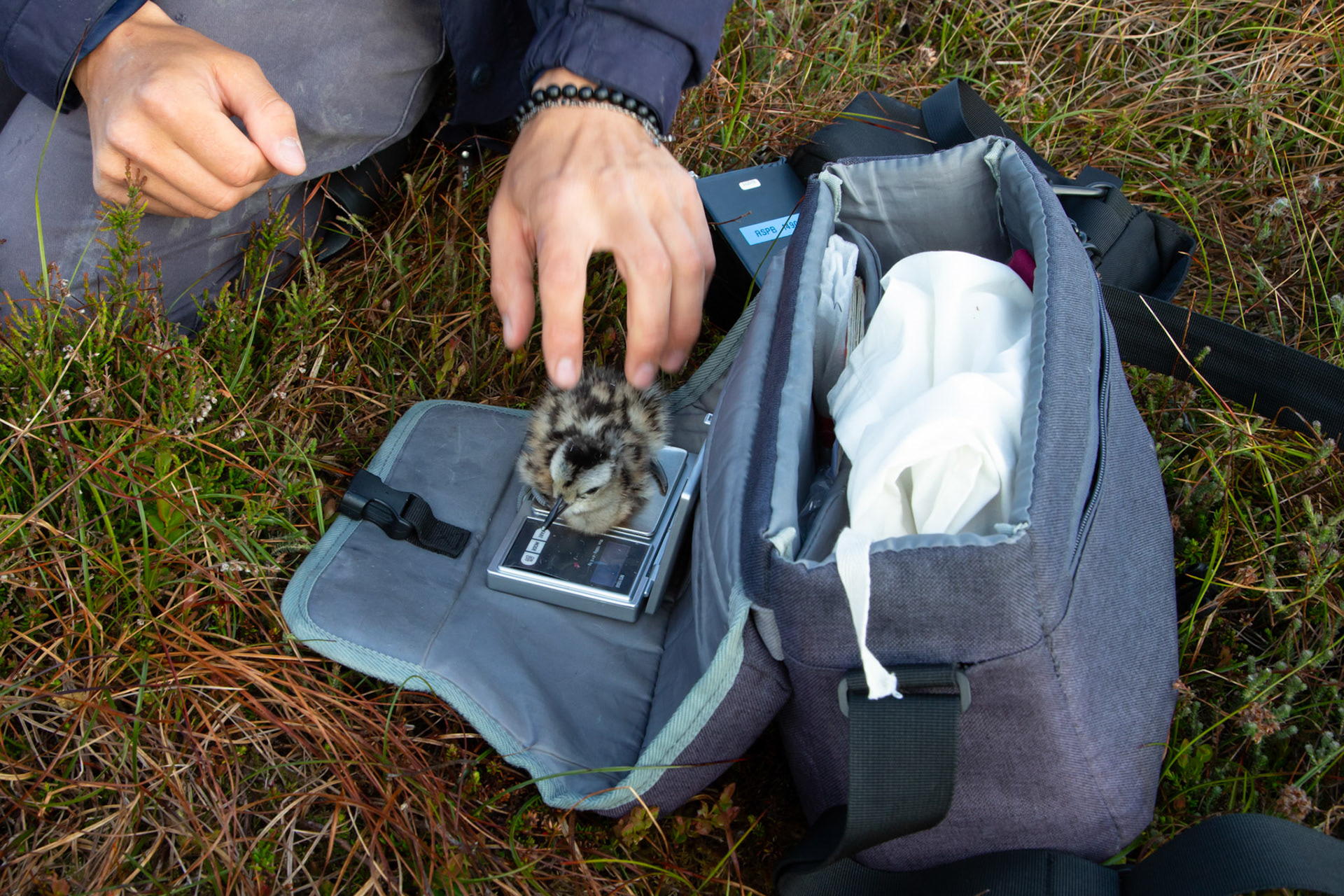 Curlew chick, Numenius arquata, being weighed. Spring, North Wales moors, Wales, UK.