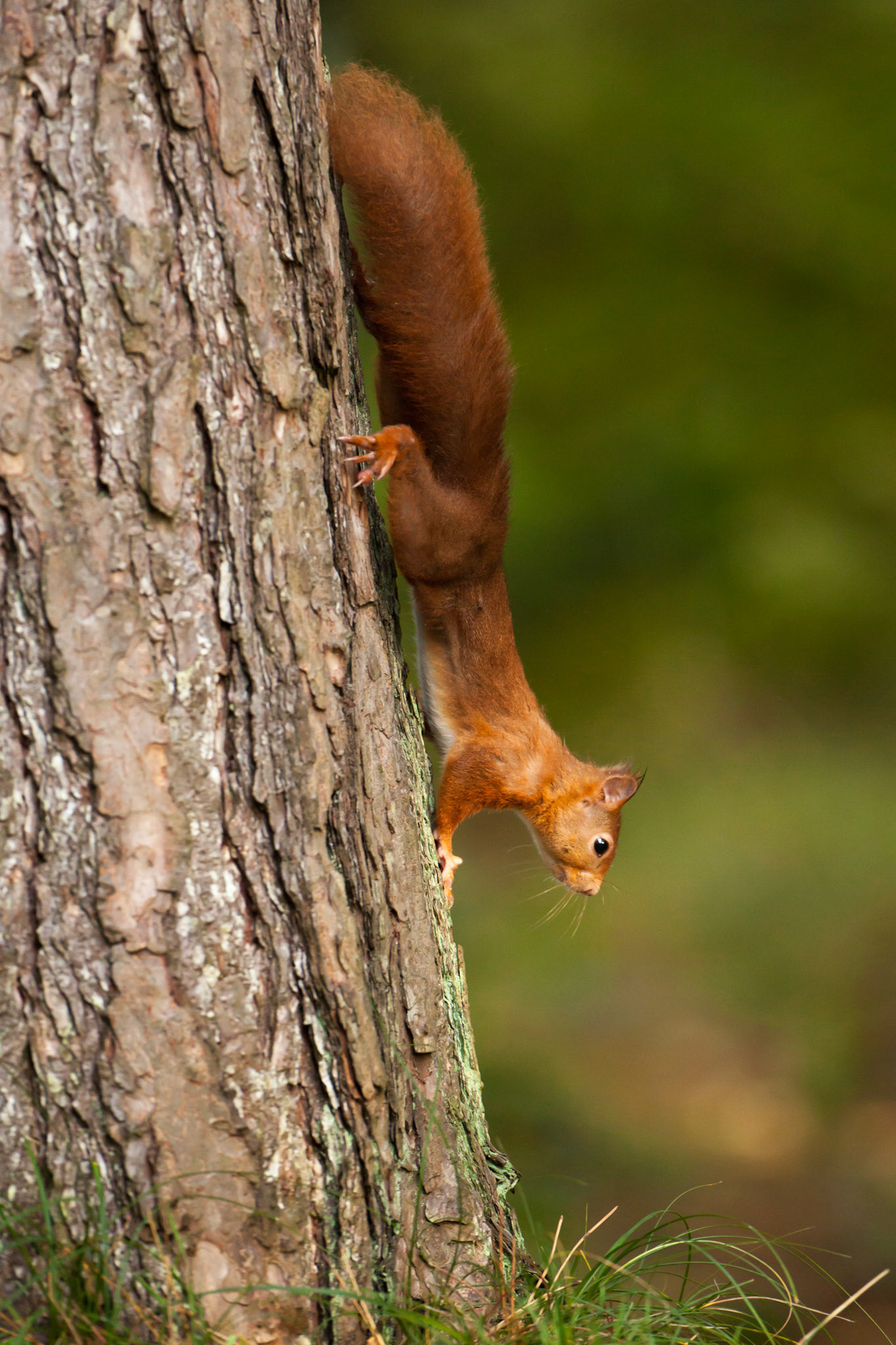 Red Squirrel, Sciurus vulgaris, adult, one, standing on tree trunk. Autumn, Wales, UK.