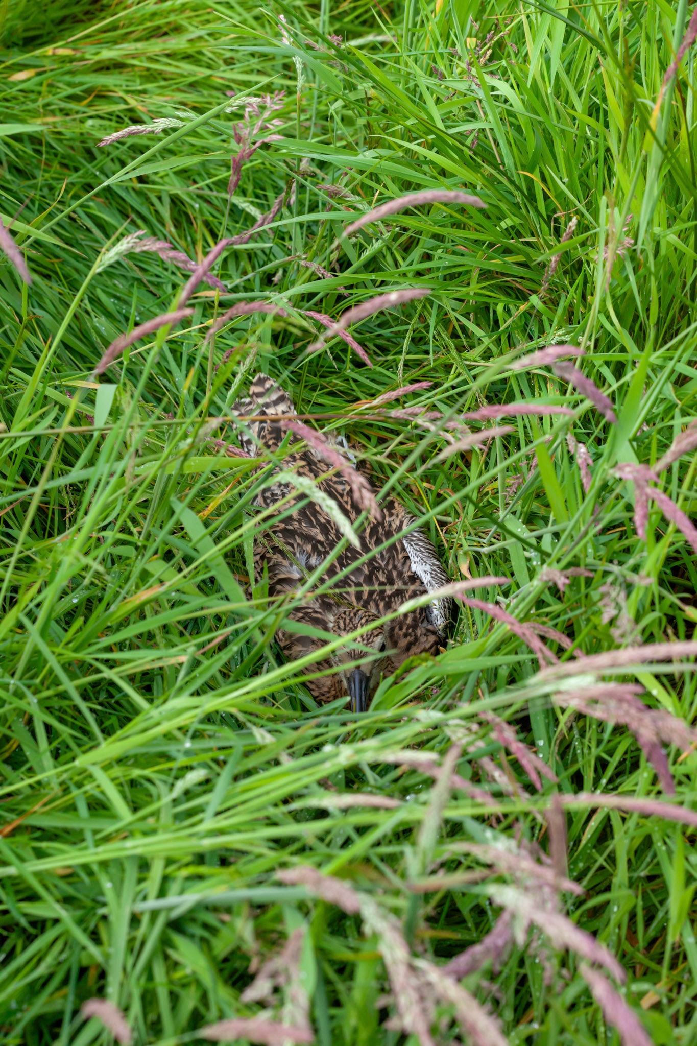 Curlew chick (Numenius arquata) hiding in undergrowth. Summer, North Wales, UK.