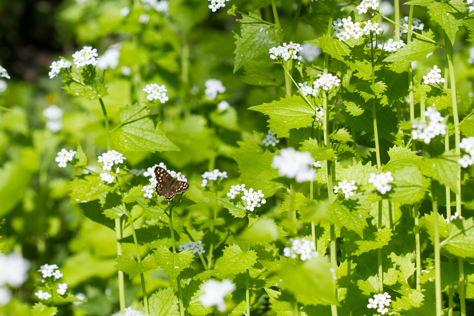 Speckled Wood butterfly, Pararge aegeria, adult, on plant, small in frame, Spring, North Wales.