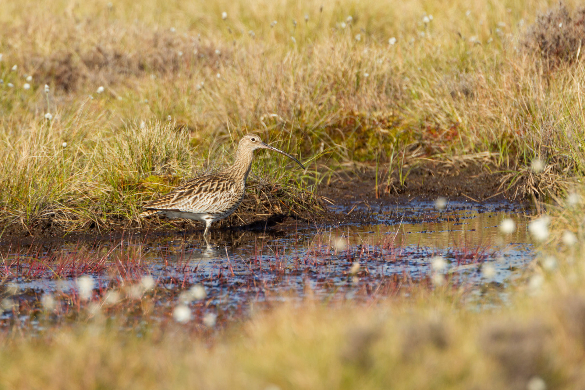 Curlew (Numenius arquata) adult, bathing in RSPB created pool. Spring, North Wales, UK.