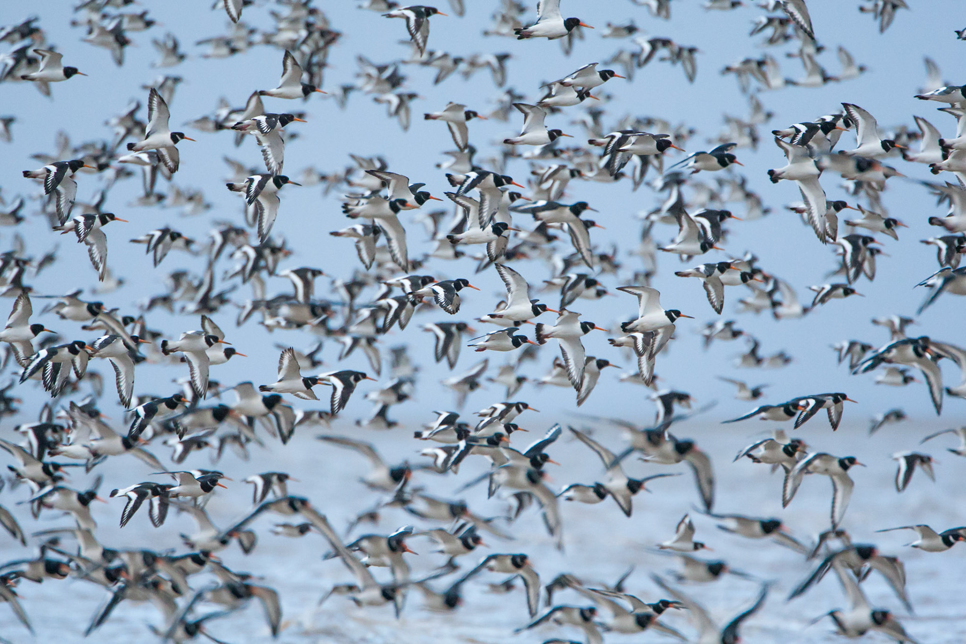 Oystercatchers, Haematopus ostralegus, flock in flight, winter, Dee Estuary, Wales, UK