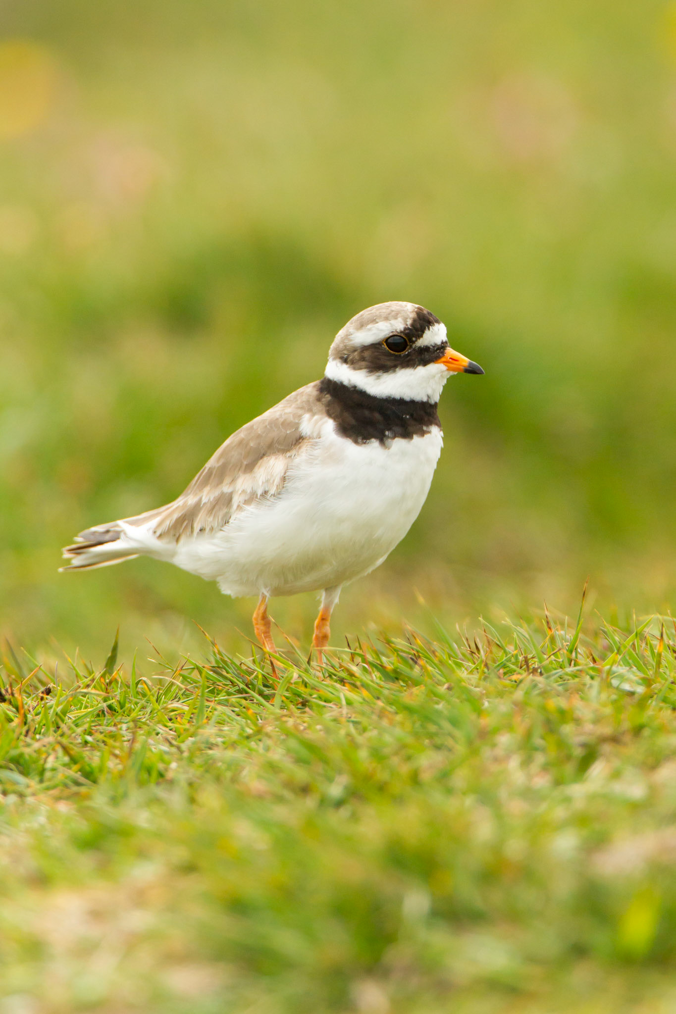 Ringrd Plover, Charadrius hiaticula, standing on grass, RSPB Balranald, North Uist, Outer Hebrides, Scotland, UK