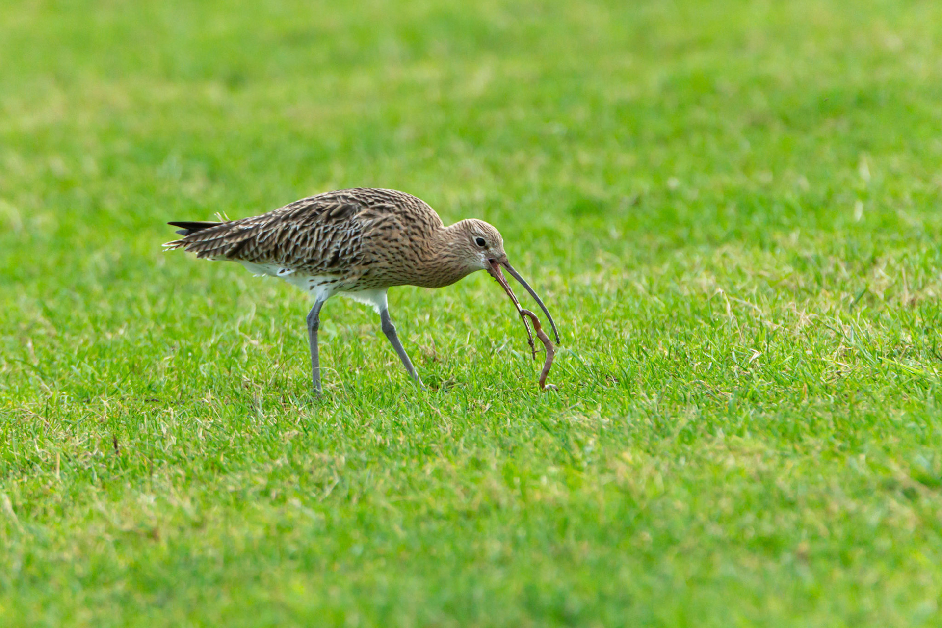 Curlew eating earth worm on wintering grounds, Winter. Bodafon Fields, Llandudno, North Wales, UK.