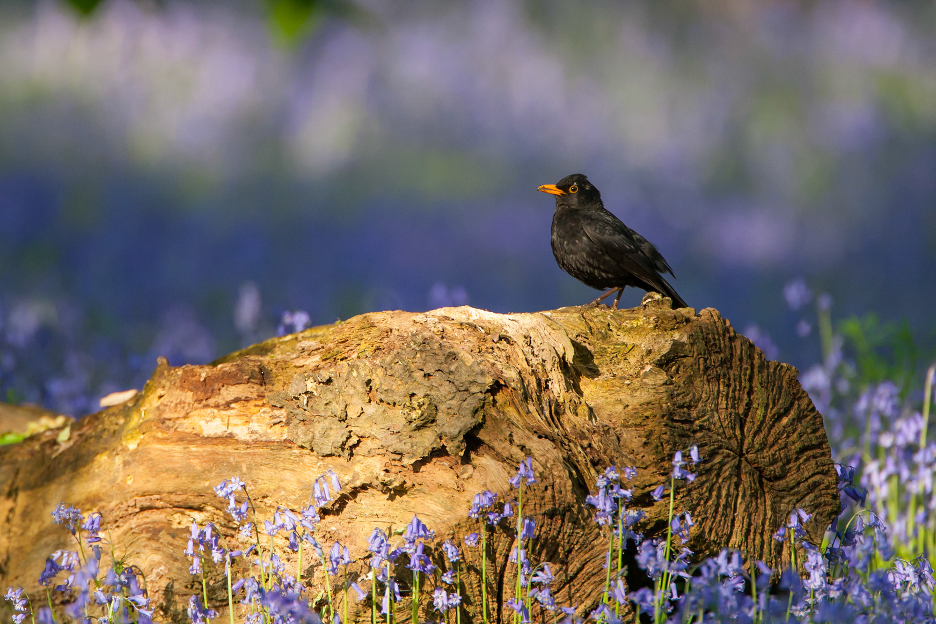 Blackbird on log in bluebell wood.