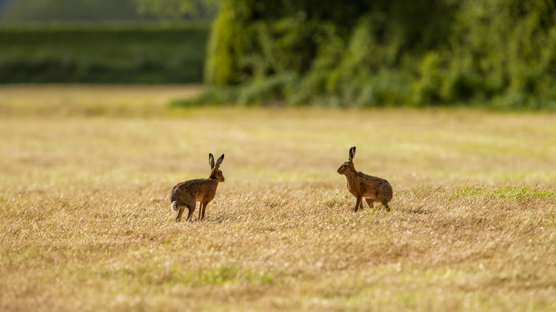 Male &amp; female hare in stand off