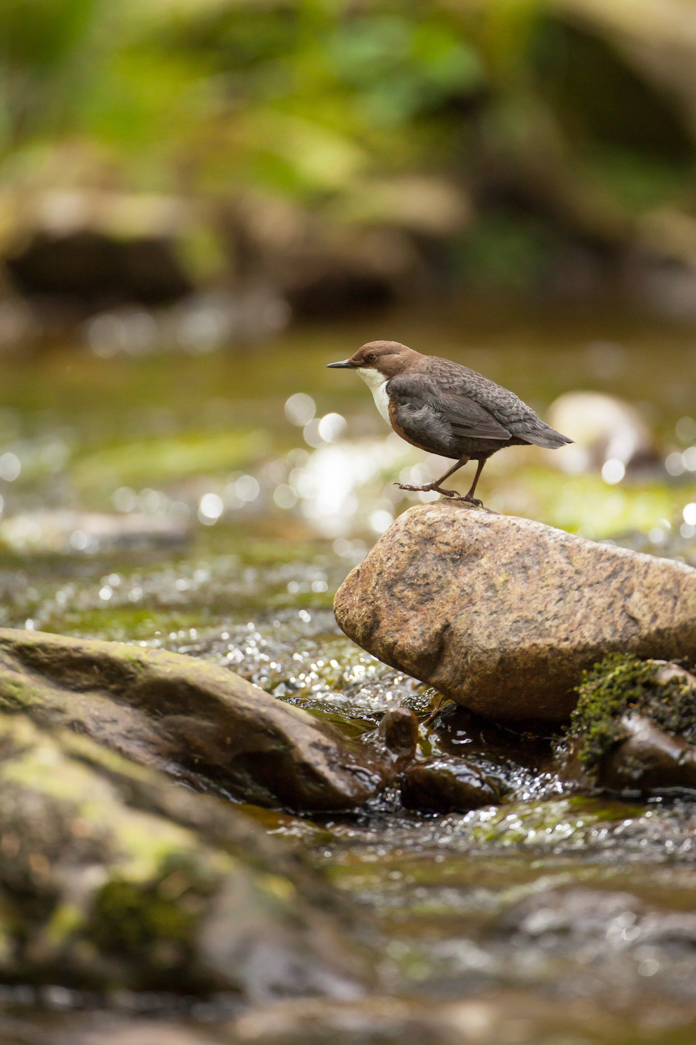 Dipper standing on rock above stream