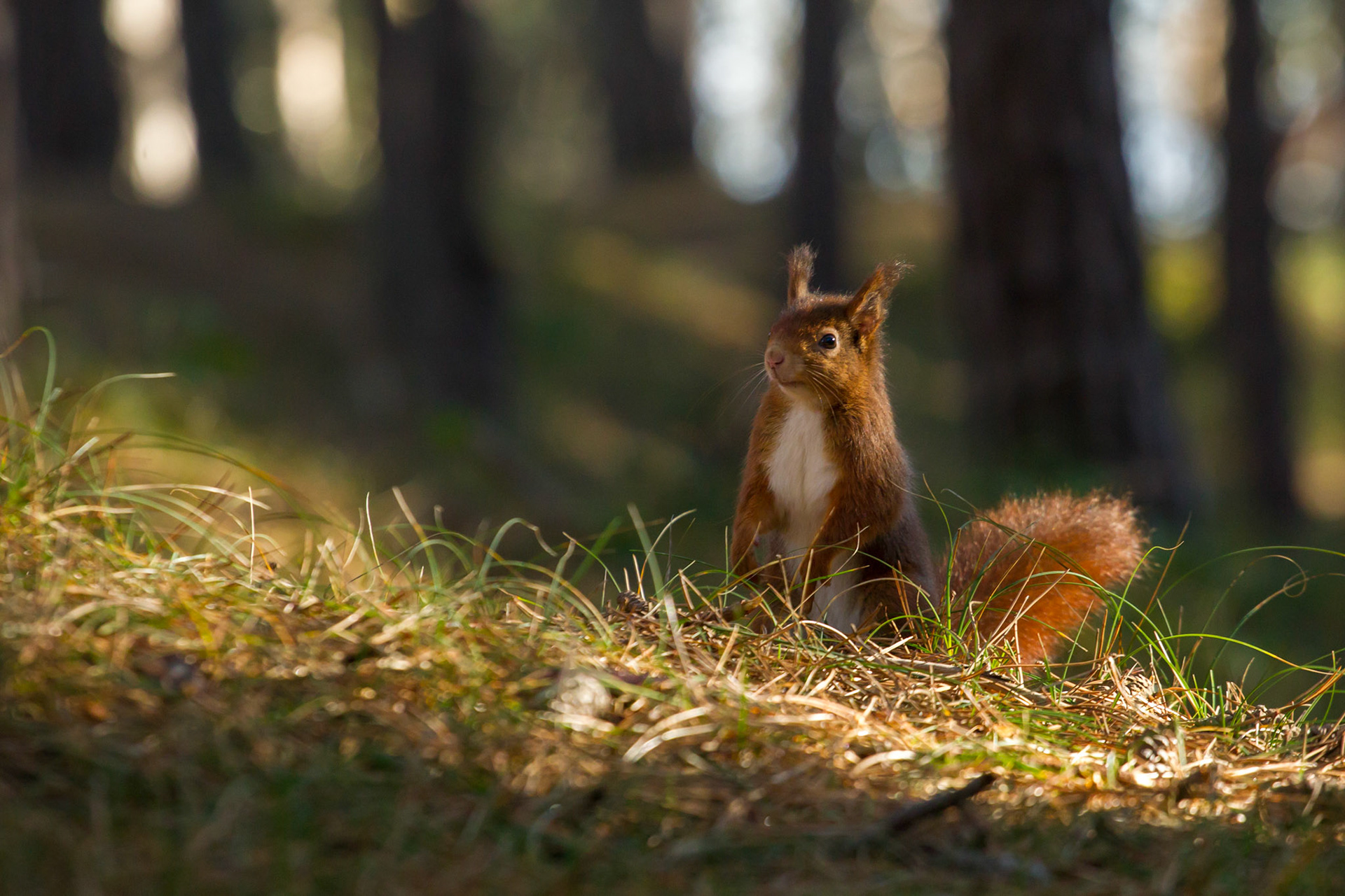 Red Squirrel, Sciurus vulgaris, adult, standing on forest floor looking at the camera, winter, England, UK