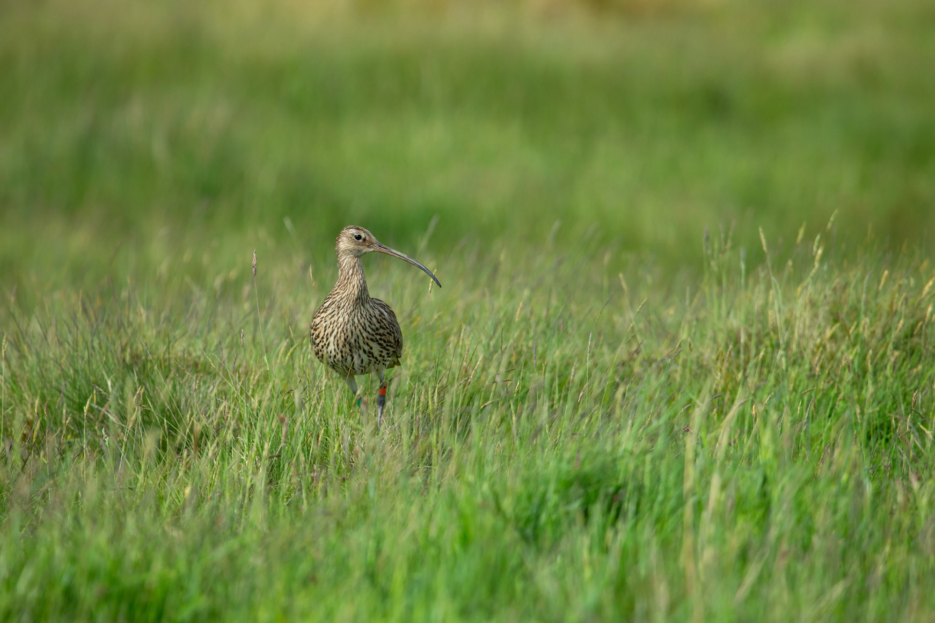 Curlew (Numenius arquata) adult, standing in hay field looking at camera. Summer, North Wales, UK.