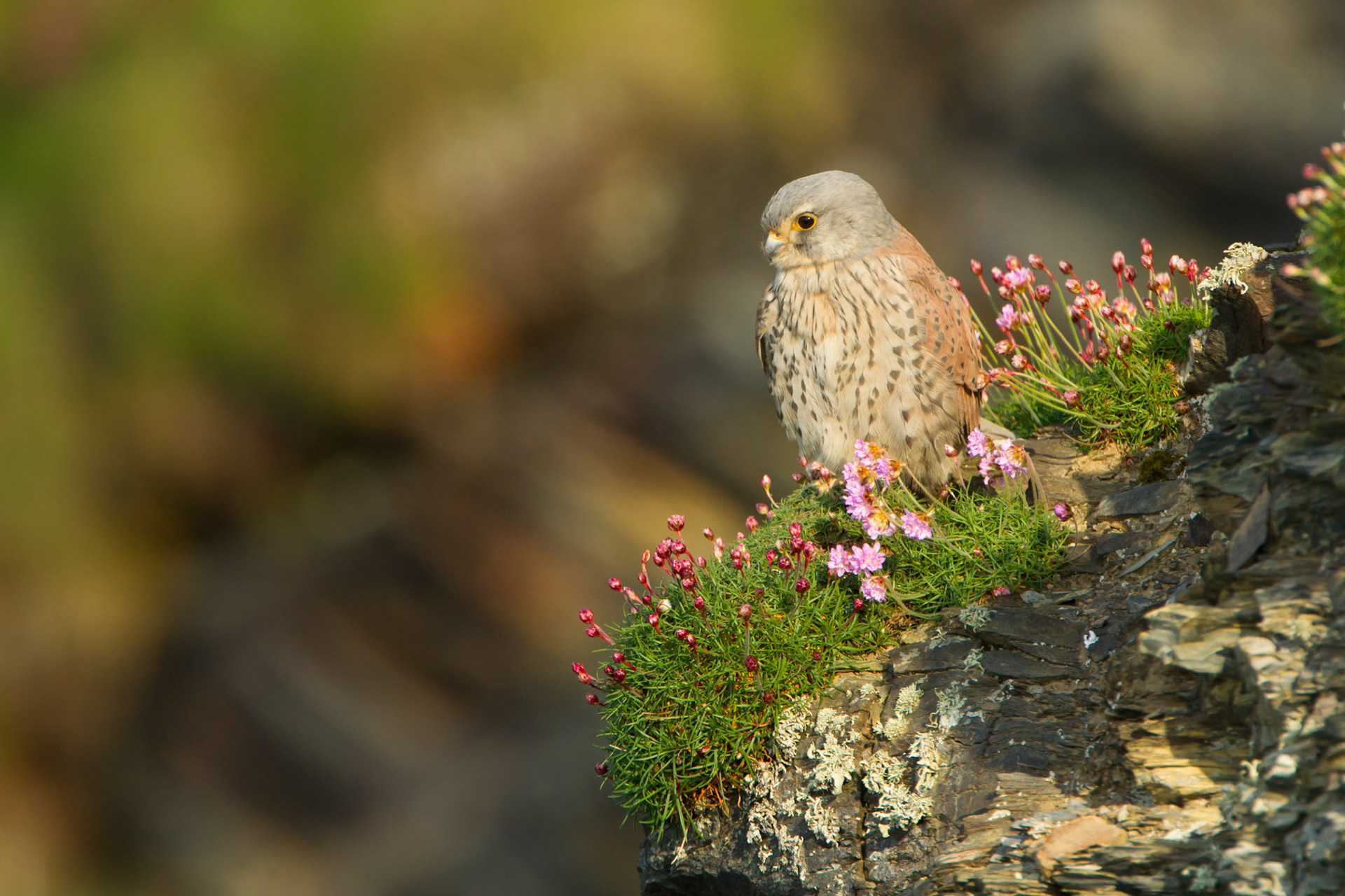 Kestrel, Falco tinnunculus, adult, on cliff face in evening light, Spring, Pembrokeshire, Wales, UK