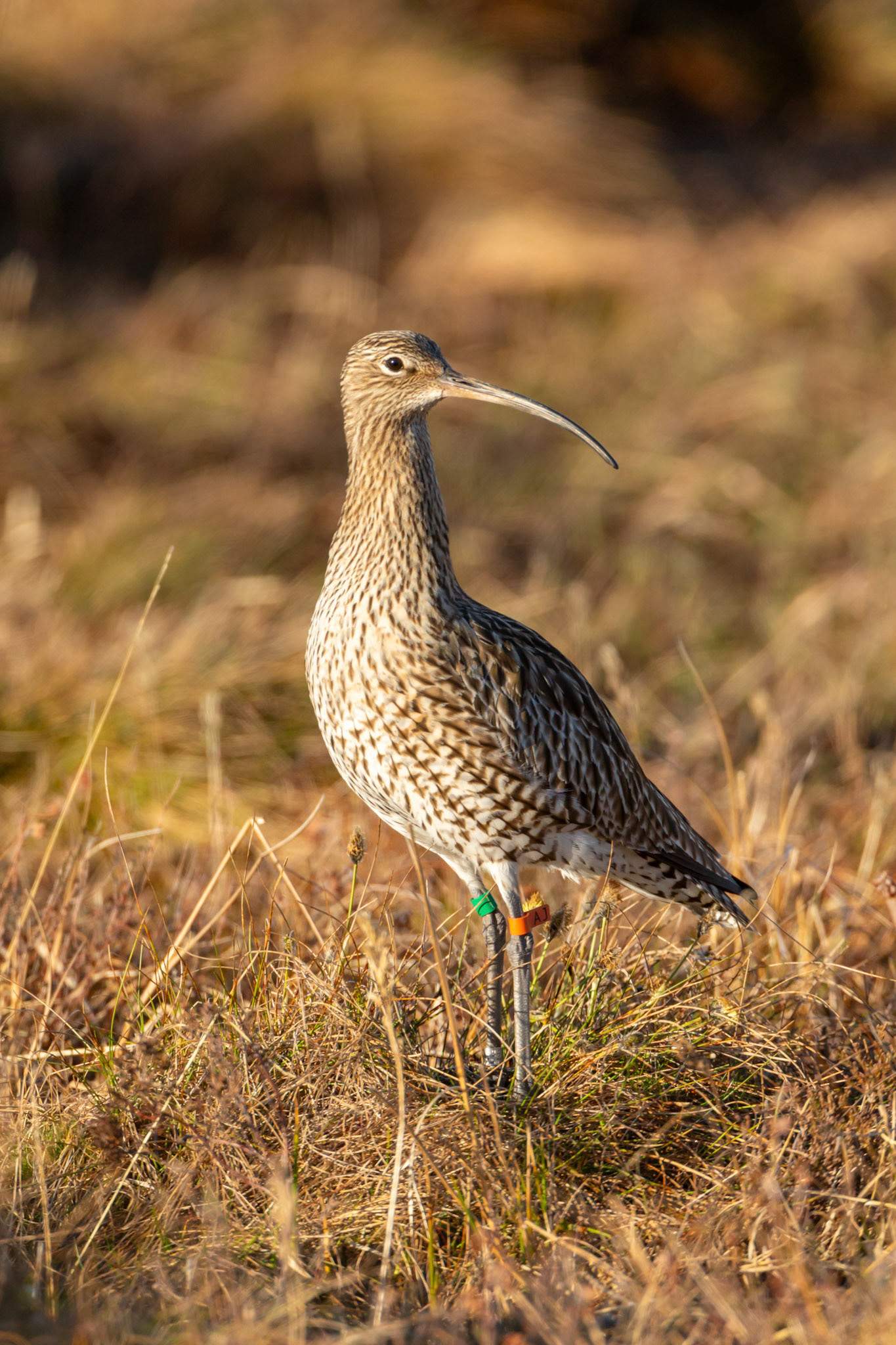 Curlew, Numenius arquata, adult, portrait in early morning light. Spring, North Wales, UK.