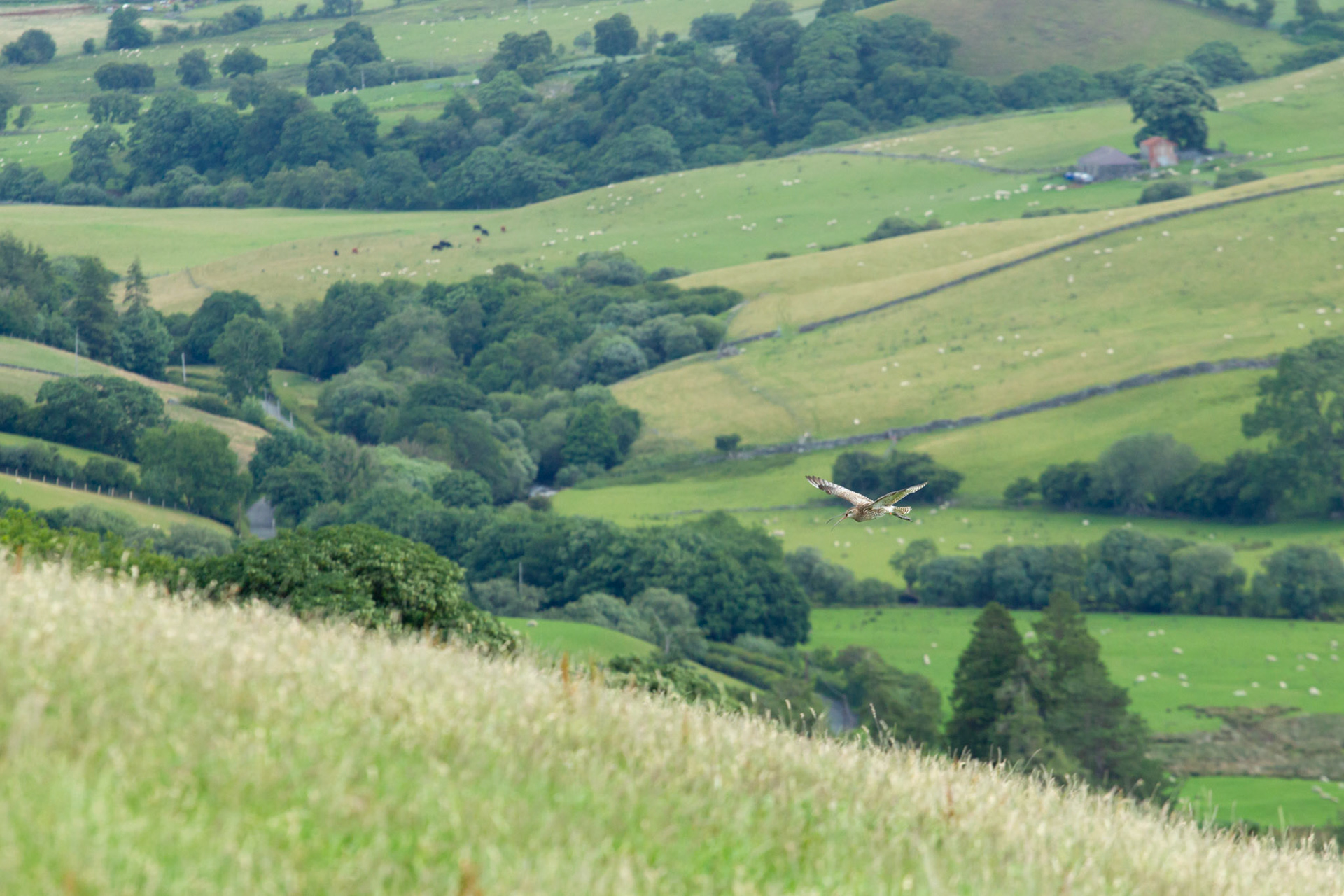 Curlew, Numenius arquata, adult. tagged and ringed bird, calling in flight over meadow with farmland in background. Summer, North Wales, UK.
