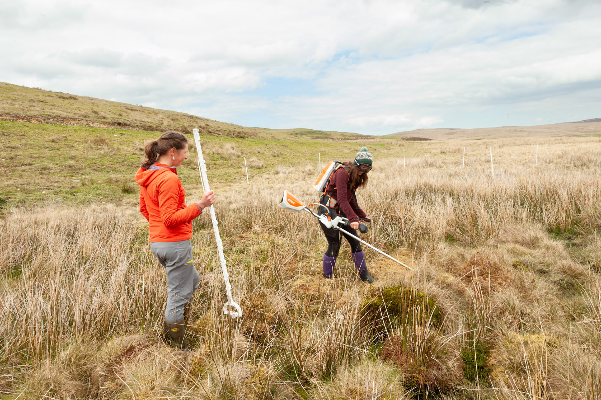RSPB staff members brush cutting in preparation for constructing predator fencing for Curlew nest on North Wales moors, Spring, Wales, UK.