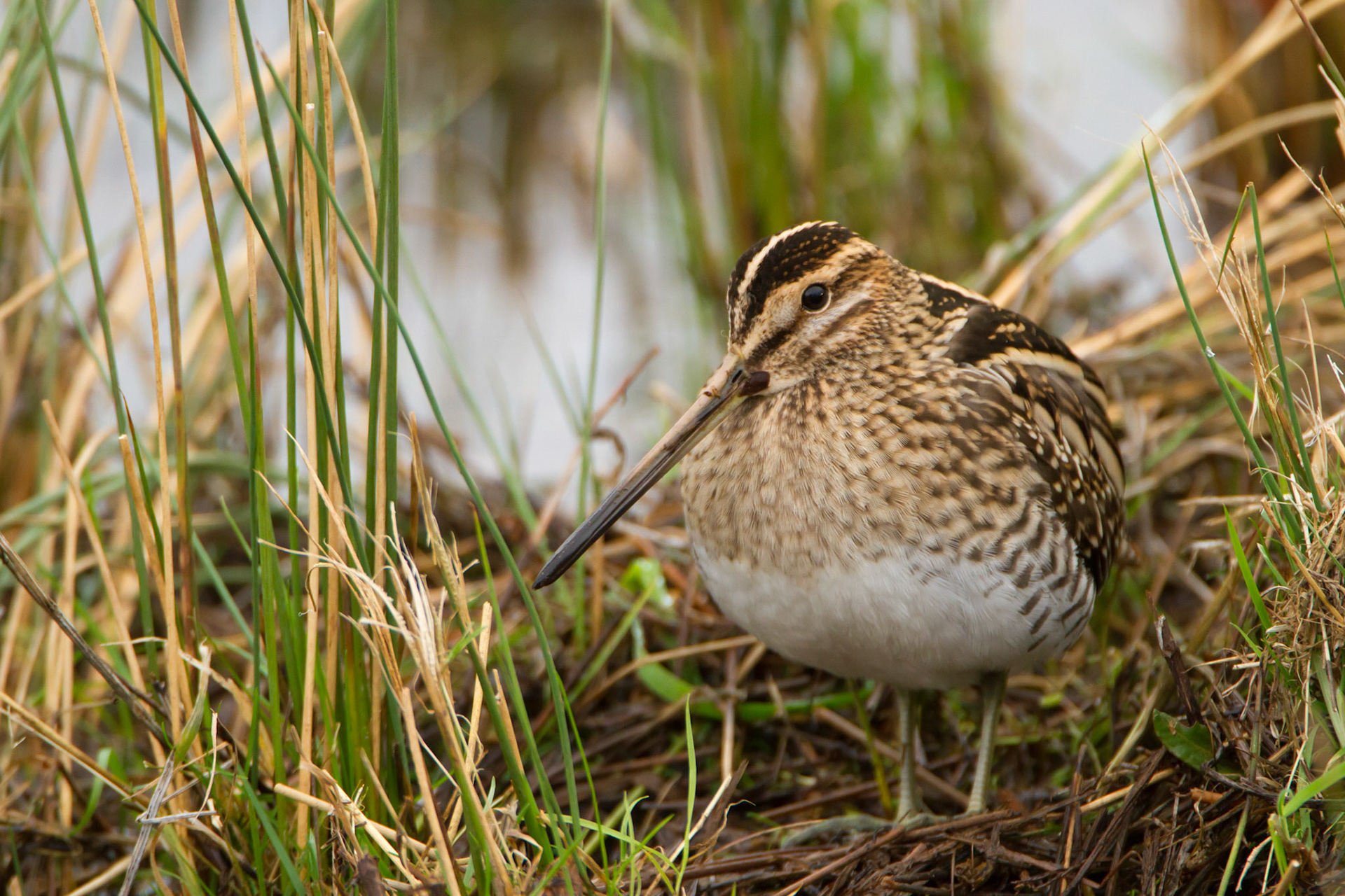 Snipe Gallinago gallinago, standing in undergrowth next to waters edge, Shropshire, January