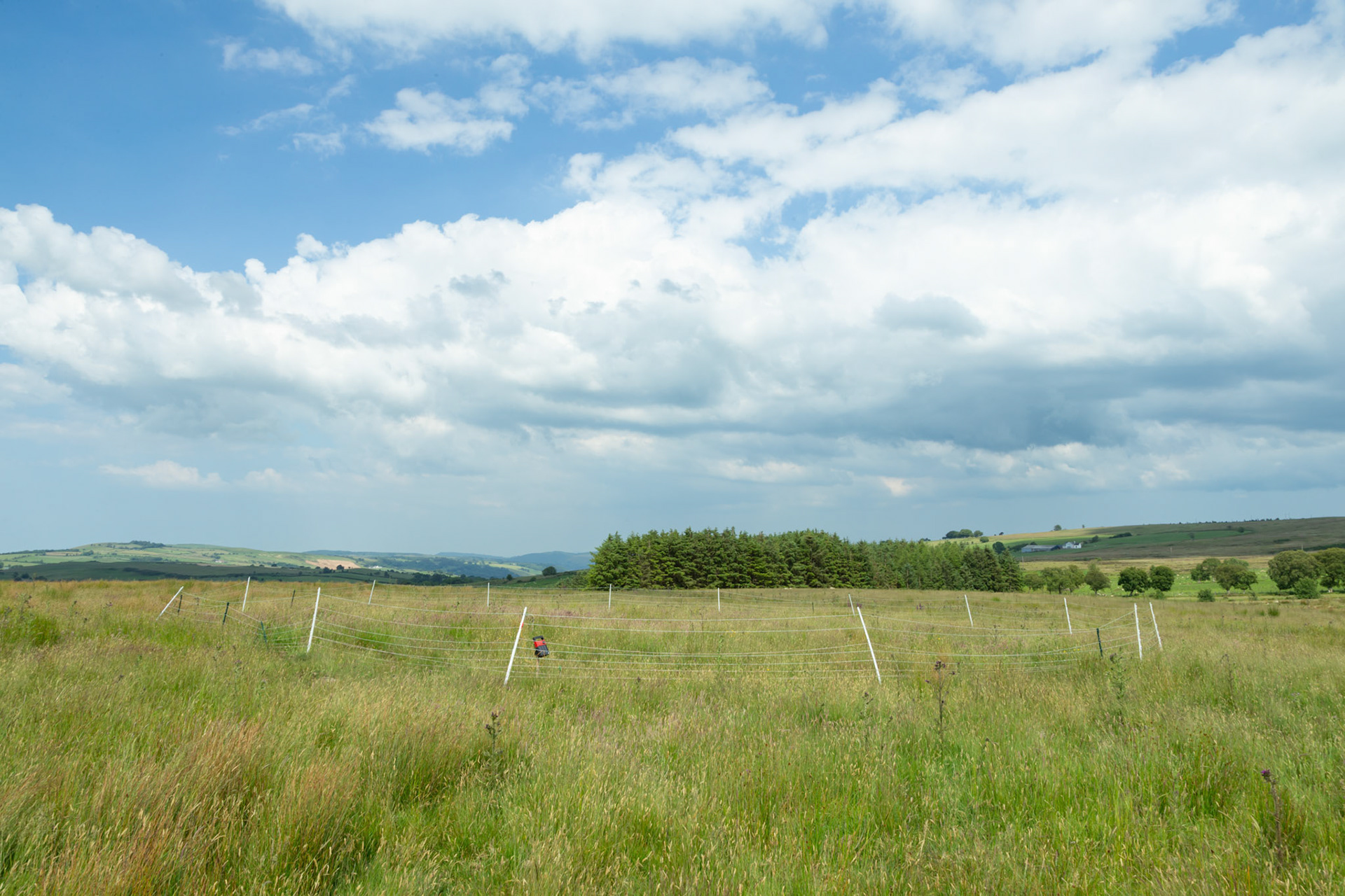 Curlew nest GD 3, taken at ground level, Summer, North Wales, UK.
