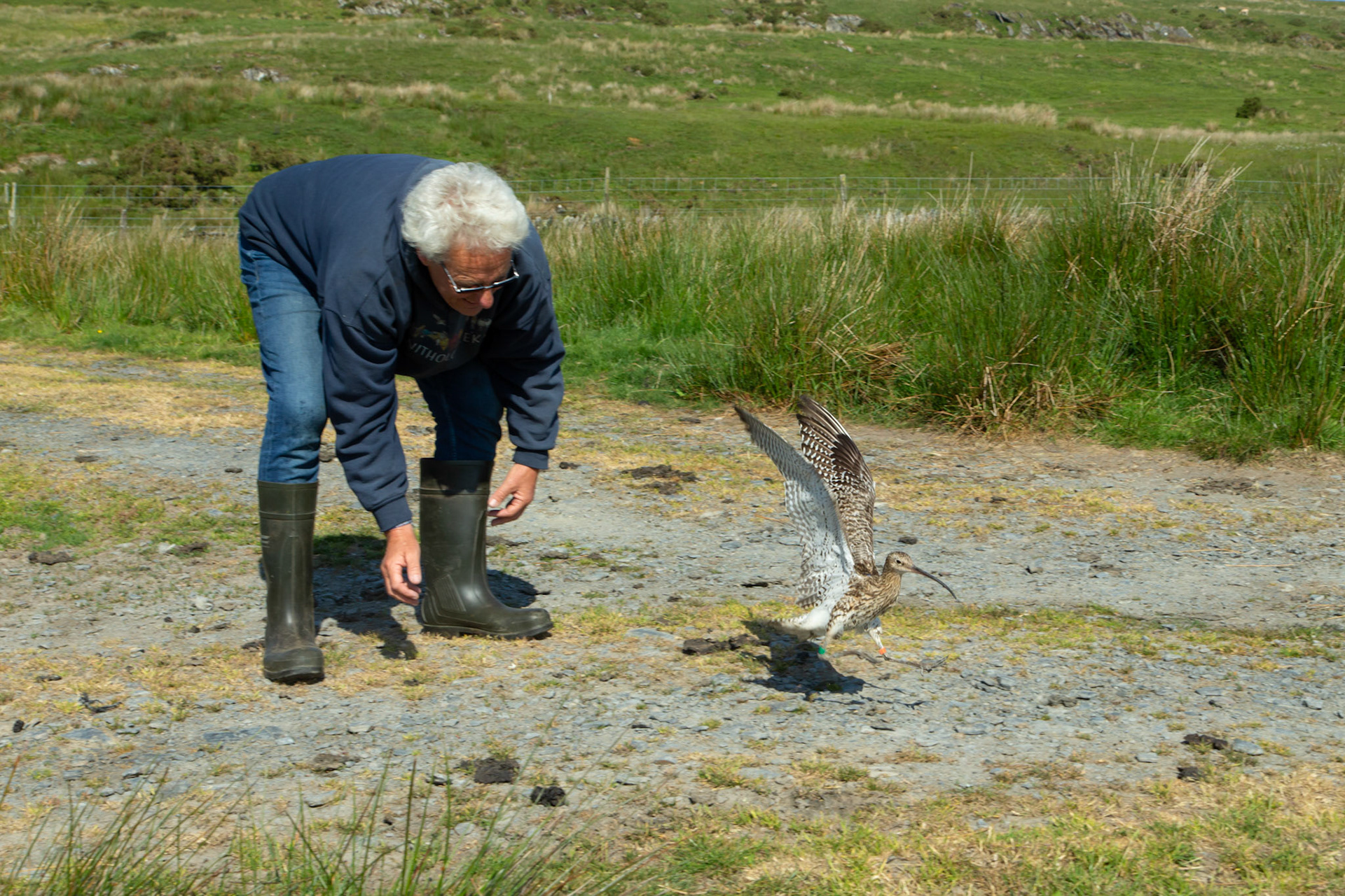 Curlew, adult, Numenius arquata, taking off after being released by RSPB staff following tagging. Spring, North Wales, UK.