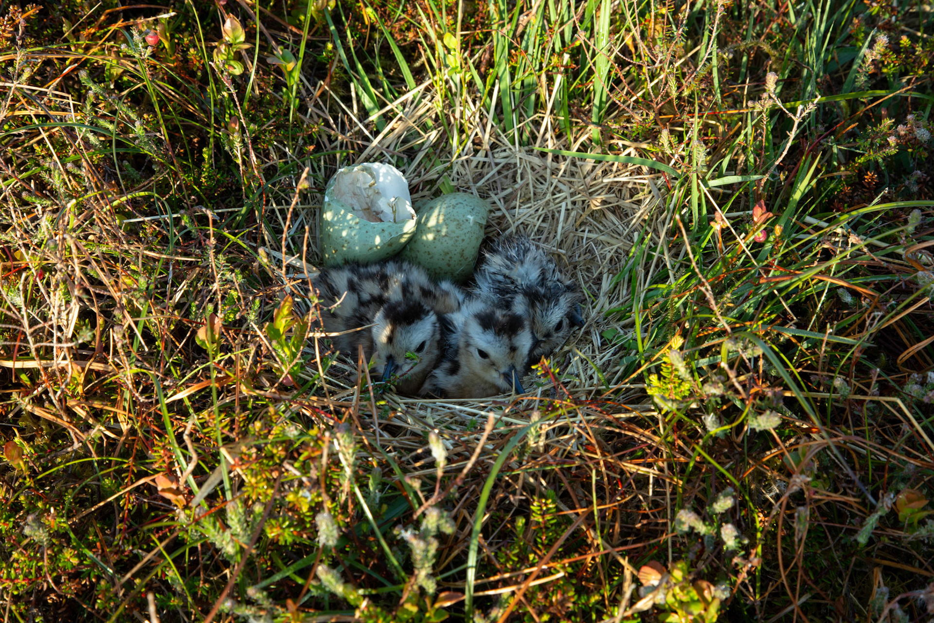 Curlew chicks Numenius arquata, at nest with egg shells. North wales moors, Spring, Wales, UK.