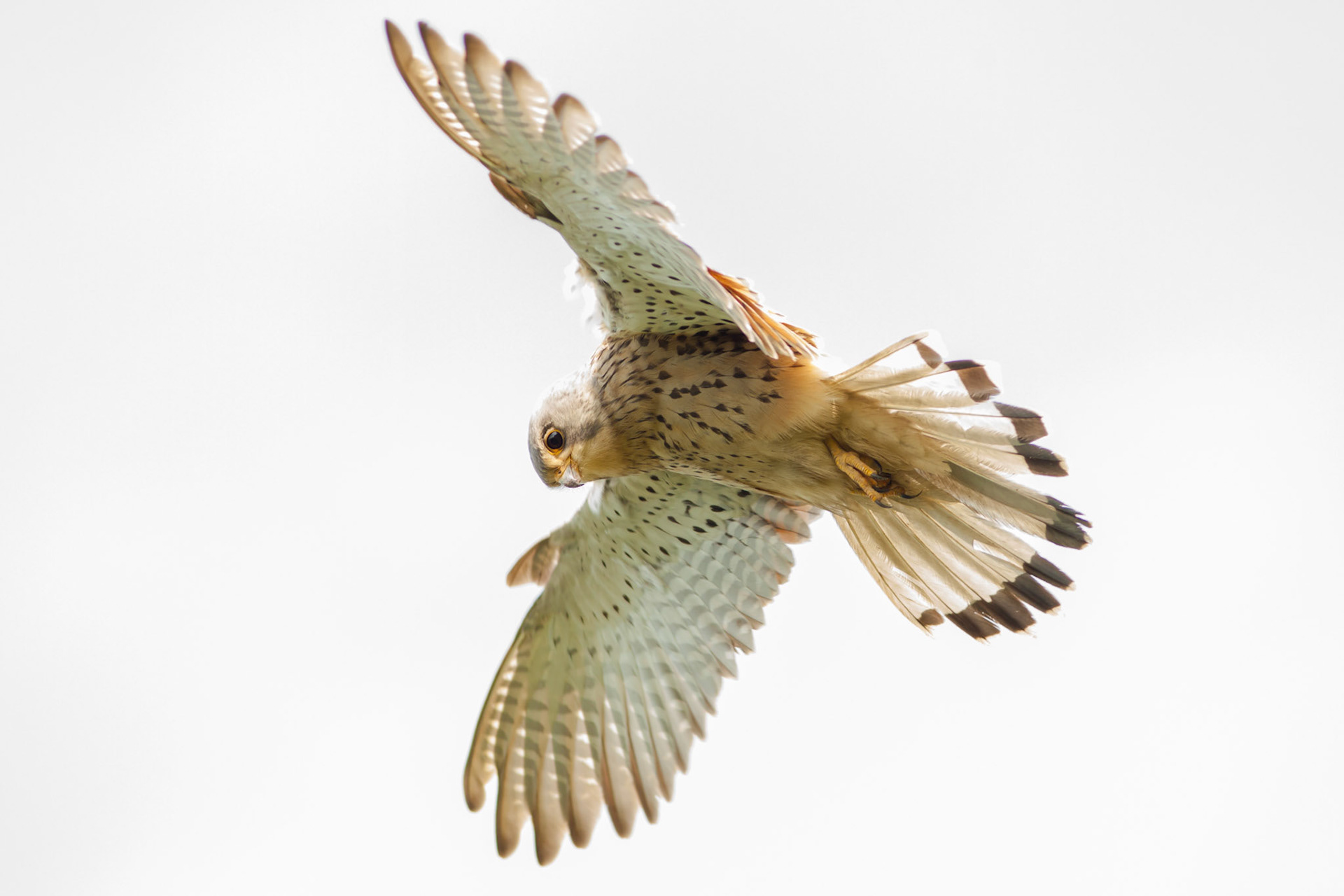 Kestrel, Falco tinnunculus, adult, hovering in flight,  Spring, Pembrokeshire, Wales, UK