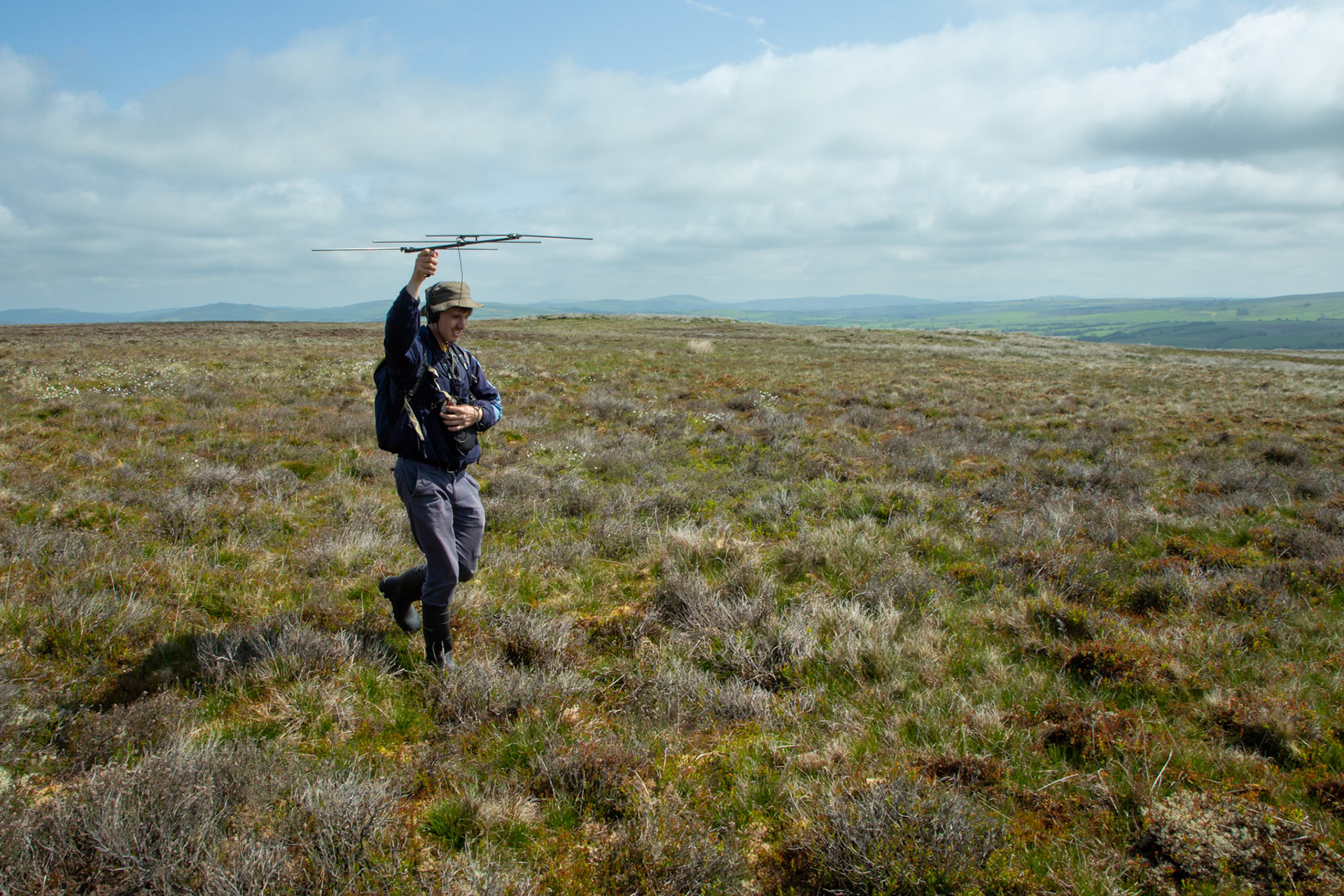 RSPB staff member checking for Curlew, Numenius arquata, with radio receiving equiment. North Wales moors, Spring, Wales, UK.
