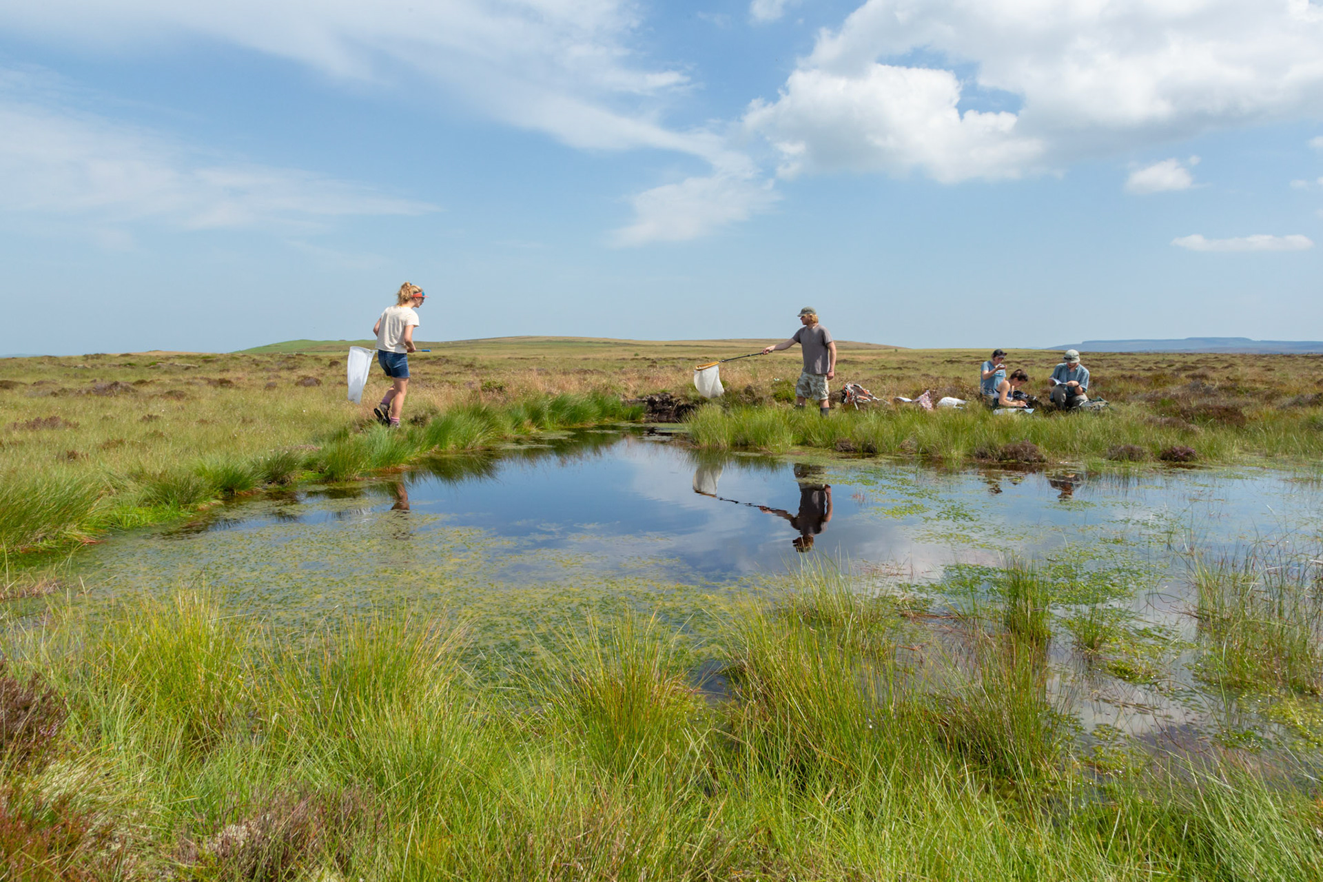 RSPB staff members and volunteers trying to catch and confirm dragonfly species whilst conducting a dragonfly survey at pool on North Wales moors. Summer, North Wales, UK.