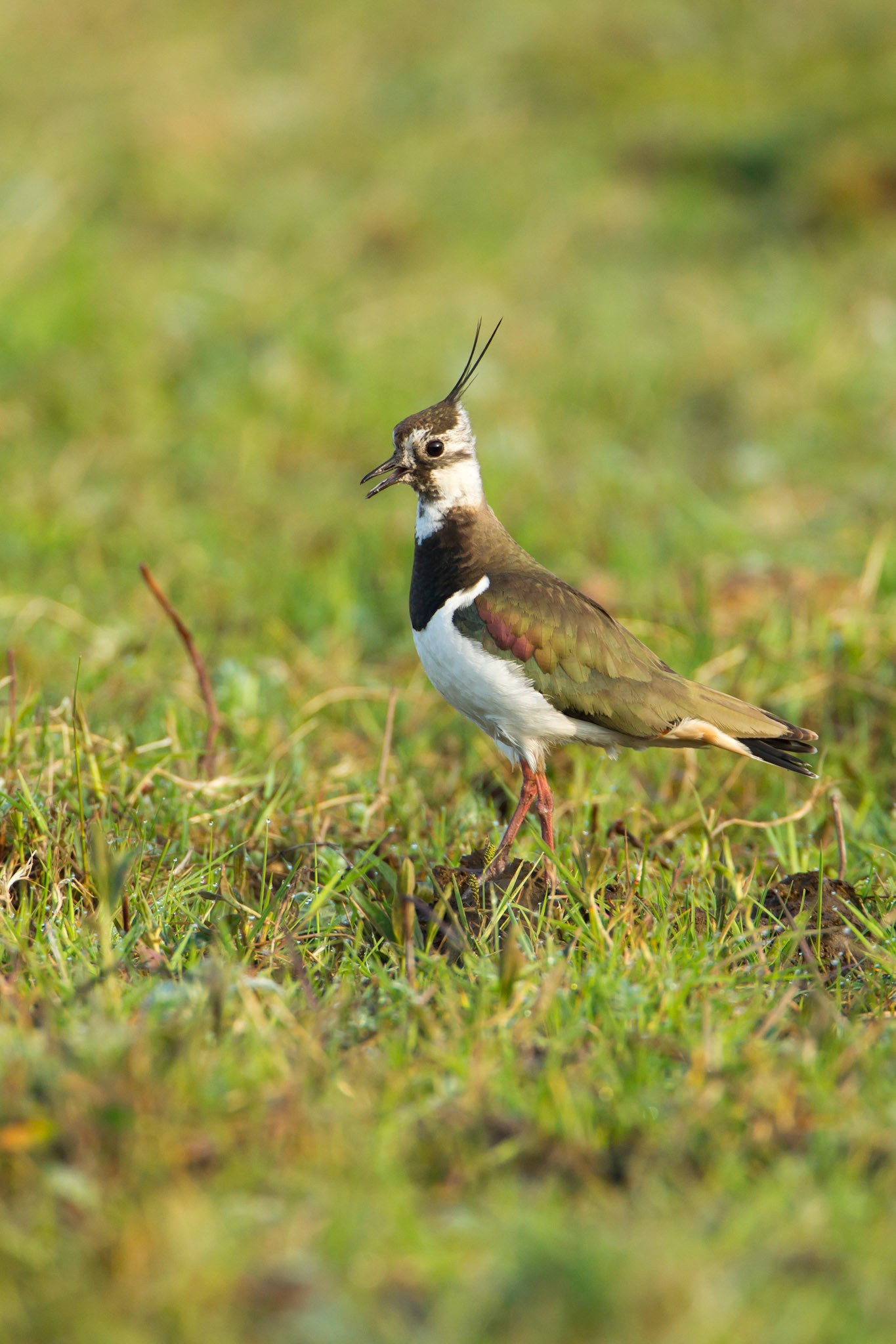 Lapwing, Vanellus vanellus, adult, calling on Machair, summer, North Uist, Outer hebrides, Scotland, UK.