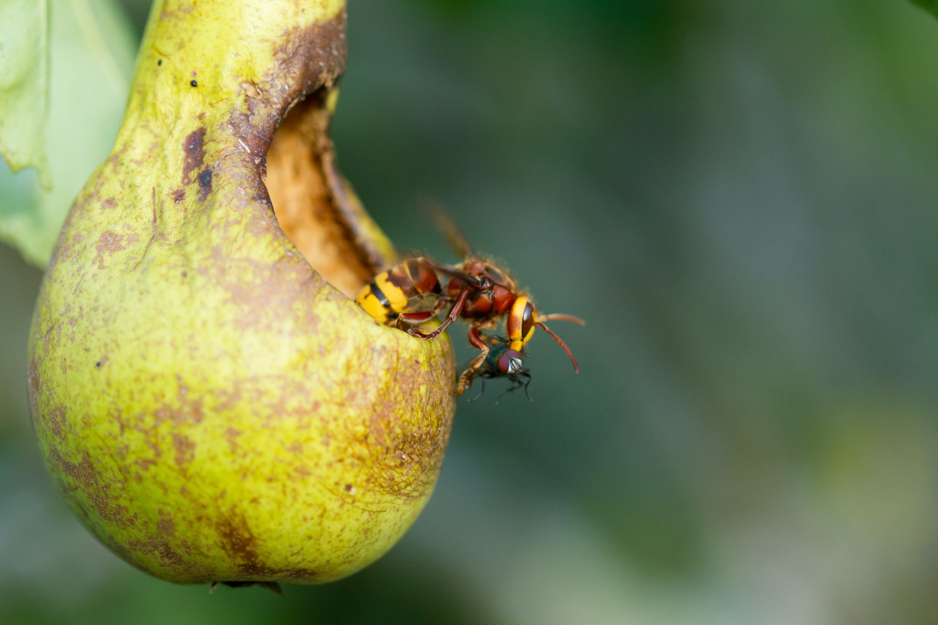 Hornet, Vespa crabro, adult, taking off from pear with prey. Summer, North Wales, UK.