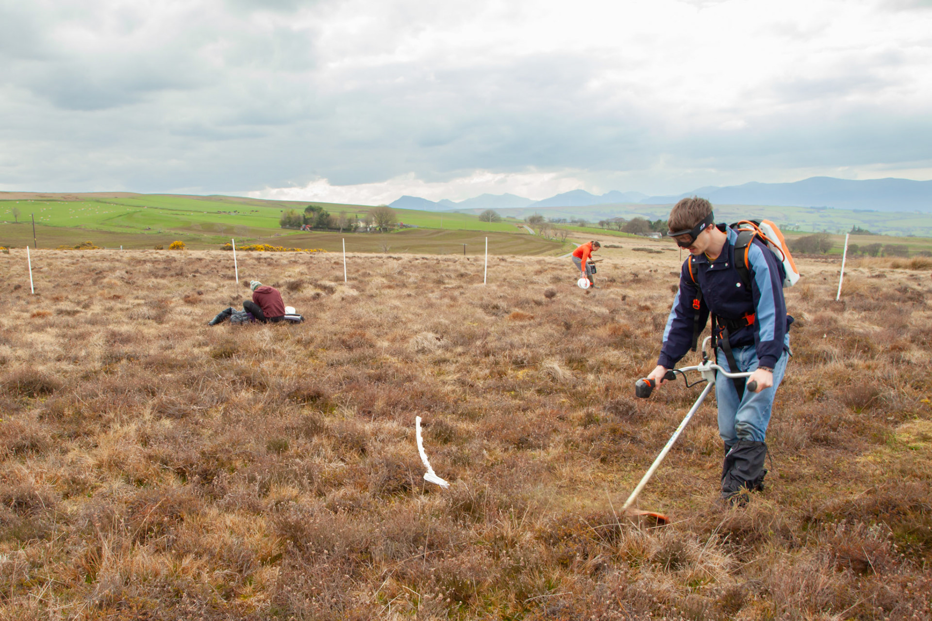 RSPB staff members setting predator fencing for Curlew nest on North Wales moors, Spring, Wales, UK.