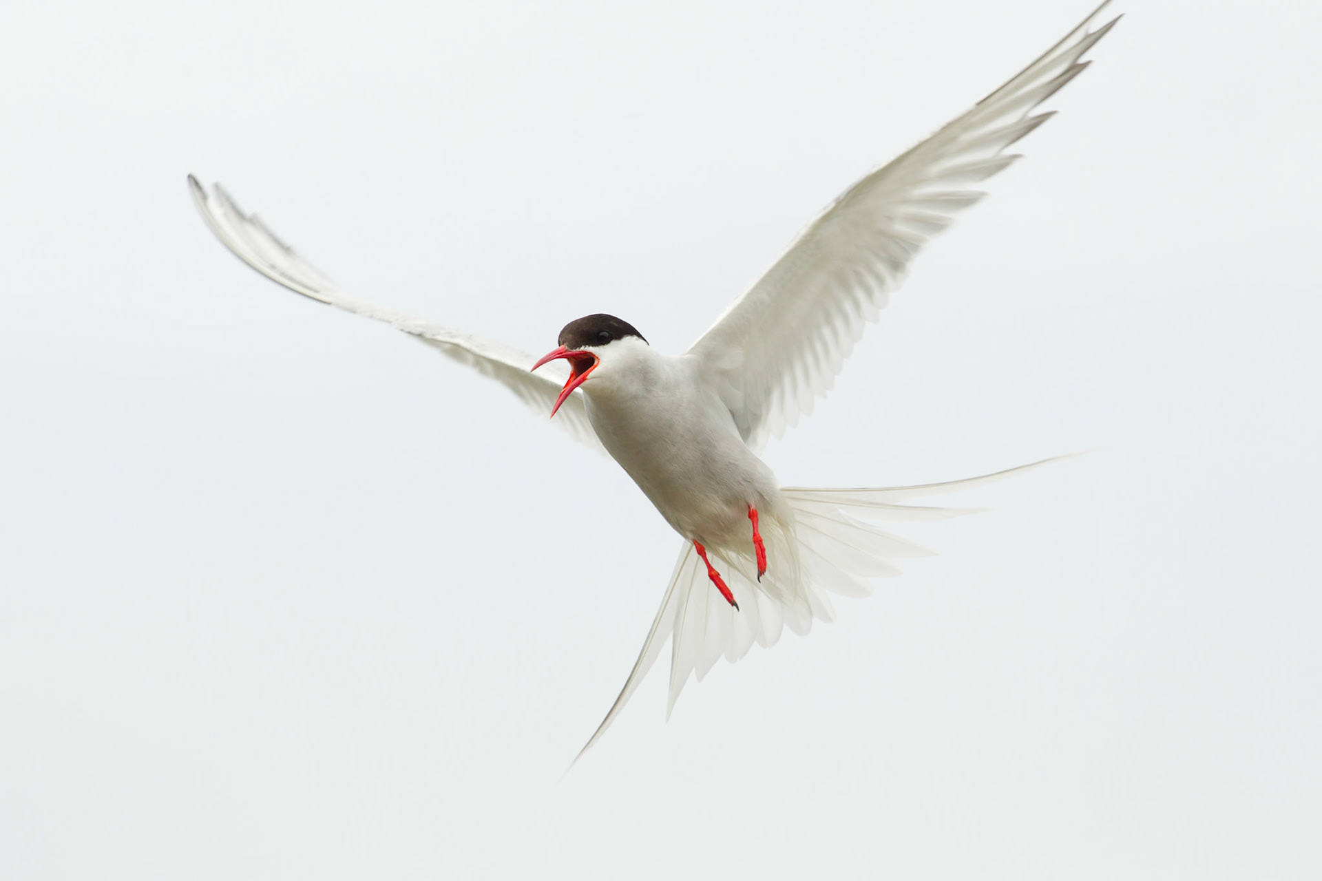 Arctic Tern, Sterna paradisaea, in flight calling at photographer, Summer, Wales, UK
