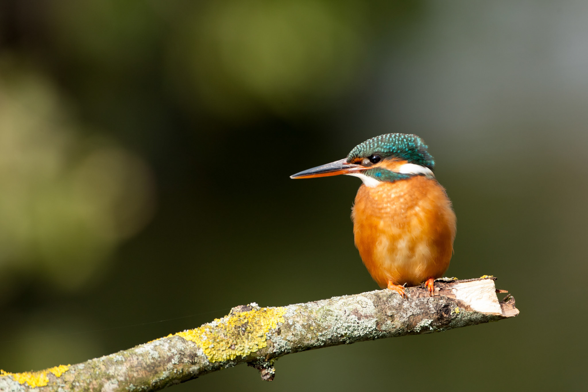 Kingfisher on perch