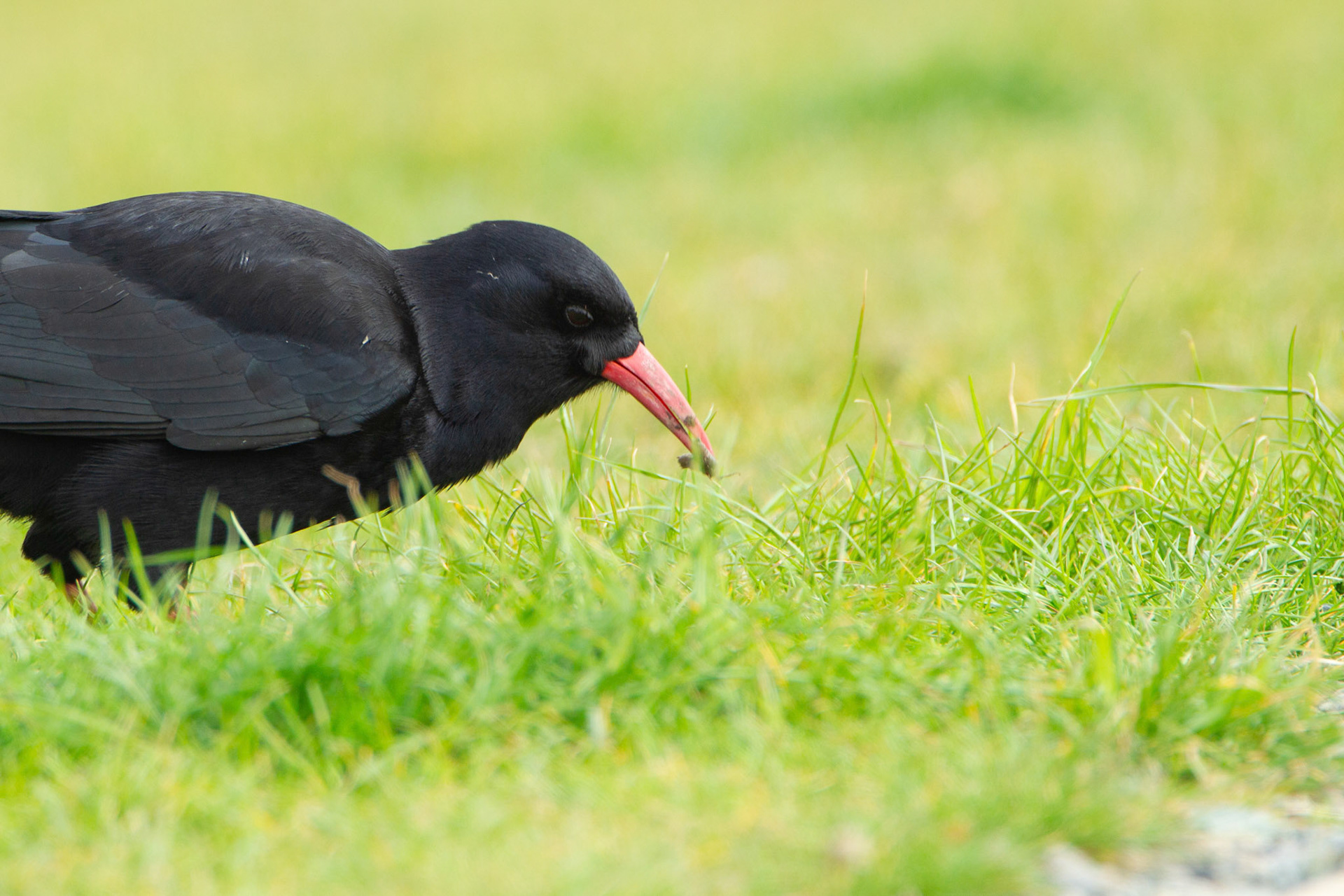 Cough, Pyrrhocorax phrrhocorax, adult, with grub in bill. Summer, RSPB South Stack, Wales, UK.
