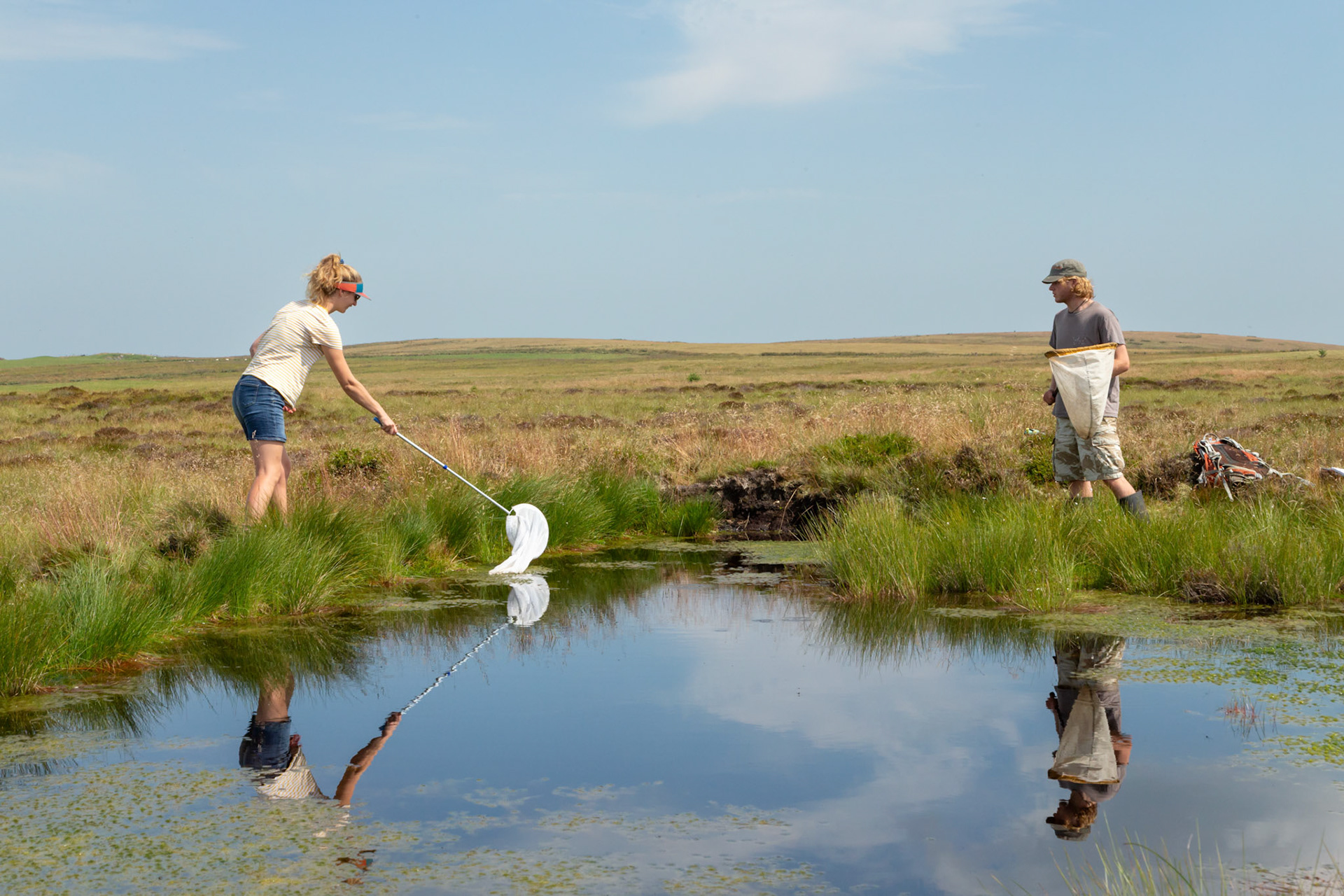RSPB volunteers trying to catch dragonflies at pool on North Wales moors. With reflections. Summer, North Wales, UK