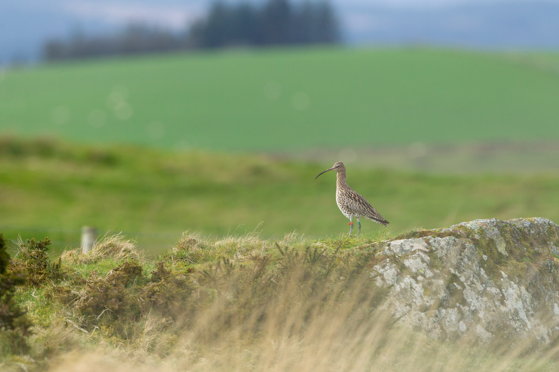 Curlew, Numenius arquata (tagged bird), adult, male, standing on rock with blurred landscape in background, Spring, North Wales.