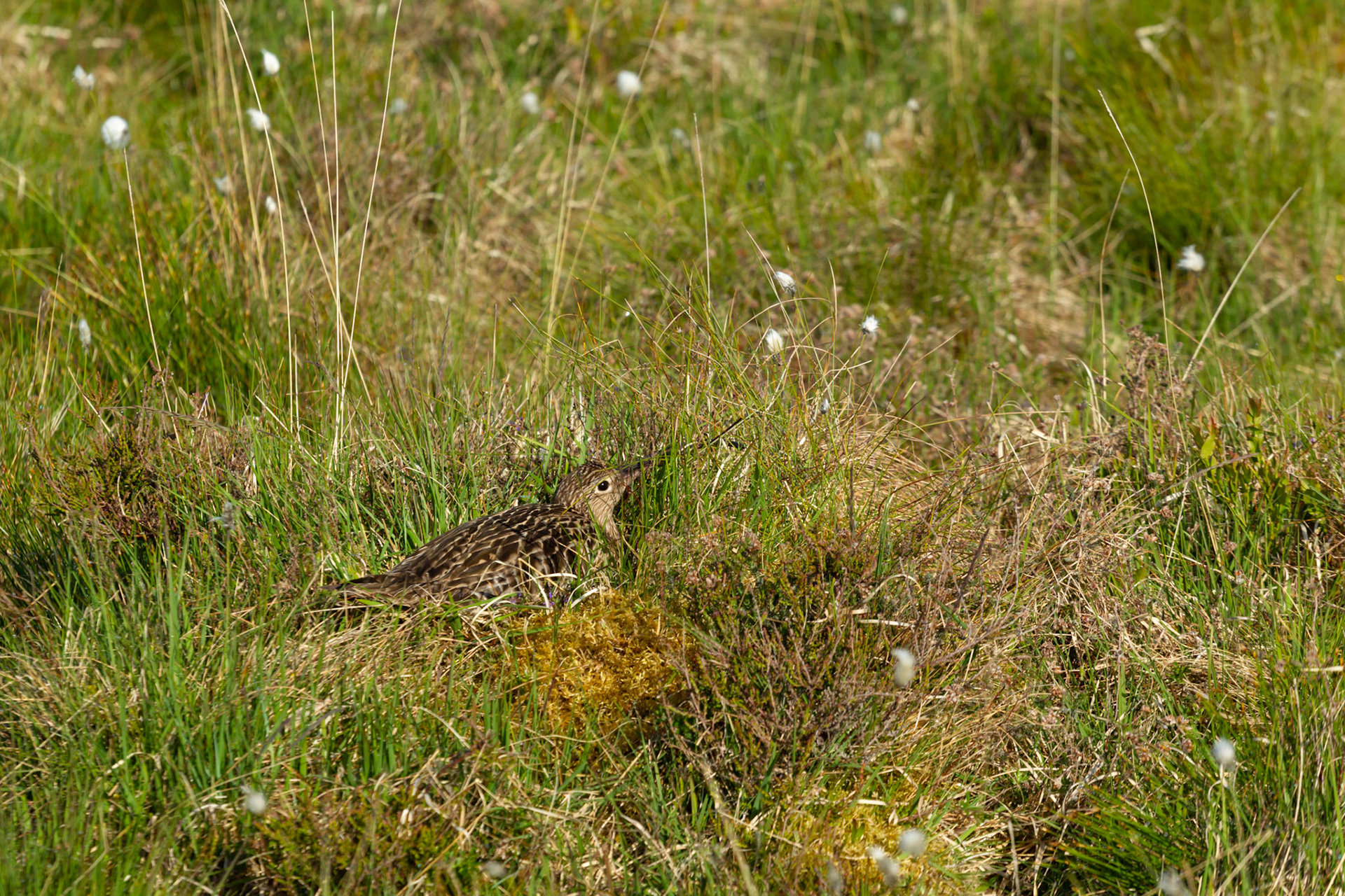Curlew, adult, Numenius arquata, female, on nest. Spring, North Wales moors, Wales, UK.