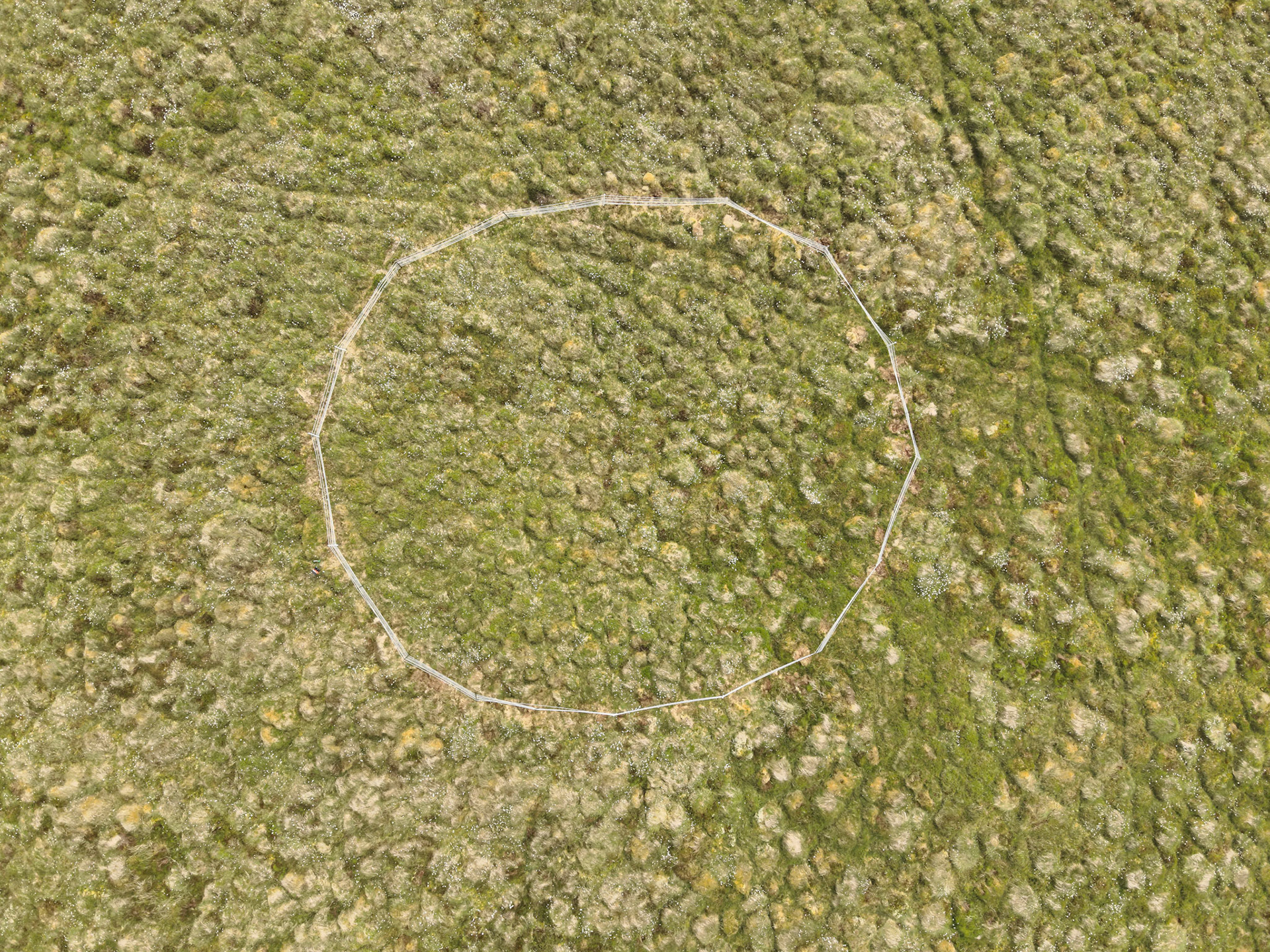 Curlew nest F 2, taken with drone, looking down. Summer, North Wales, UK.