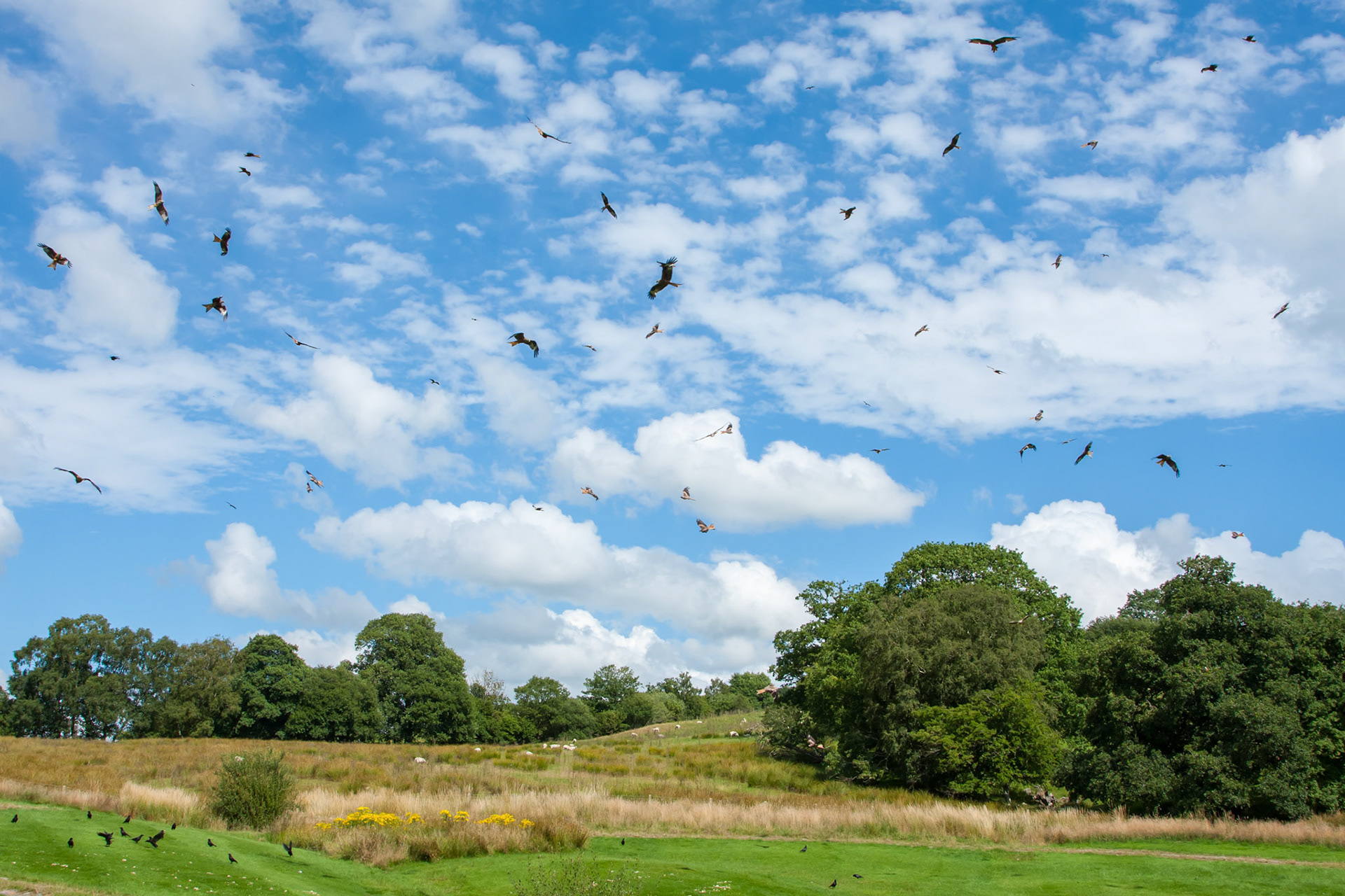 Red Kites Milvus milvus,circling over feeding station waiting to be feed,Gigrin Farm,Powys.August
