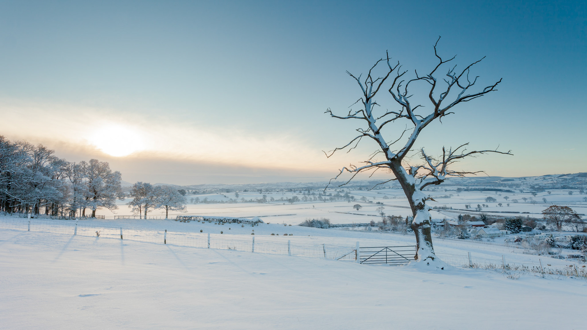 Snow covered old tree at sunrise, Shropshire, Wales, UK.