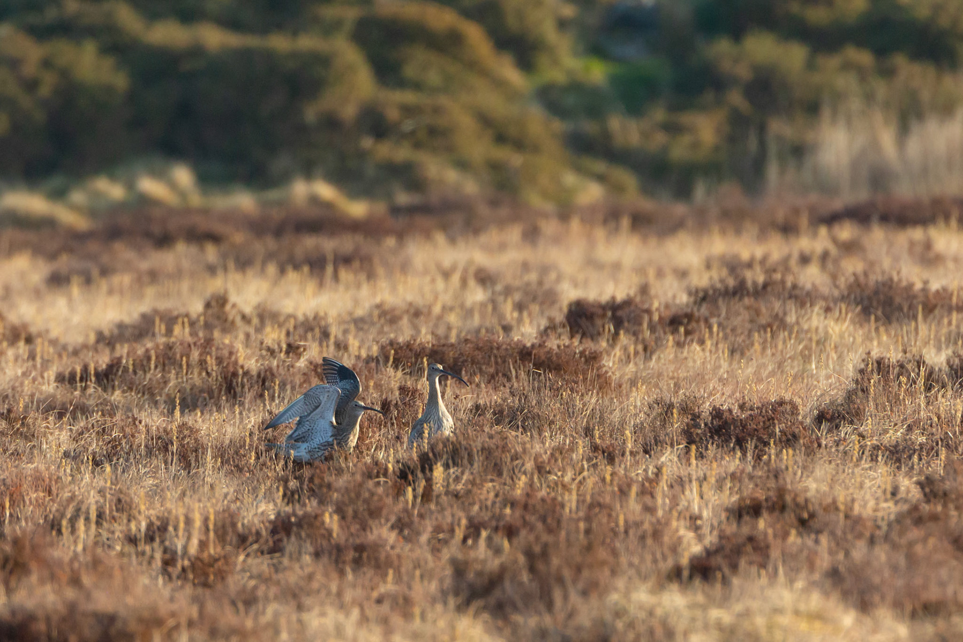 Curlew, Numenius arquata, adult,  pair showing courtship behaviour on moor in early morning light. Spring, North Wales, UK.