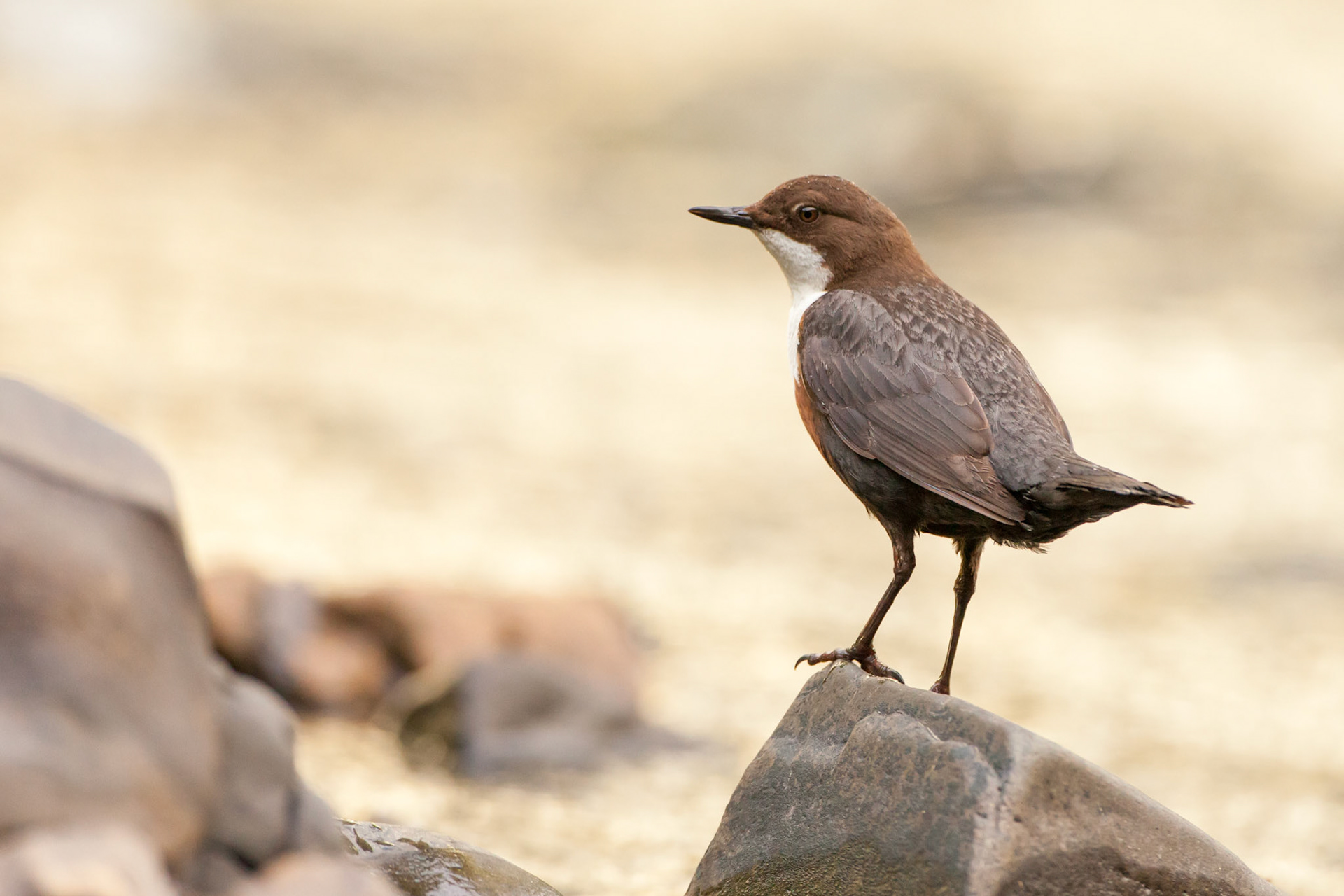 Dipper, Cinclus cinclus, adult, standing a rock, summer, Powys, Wales, UK