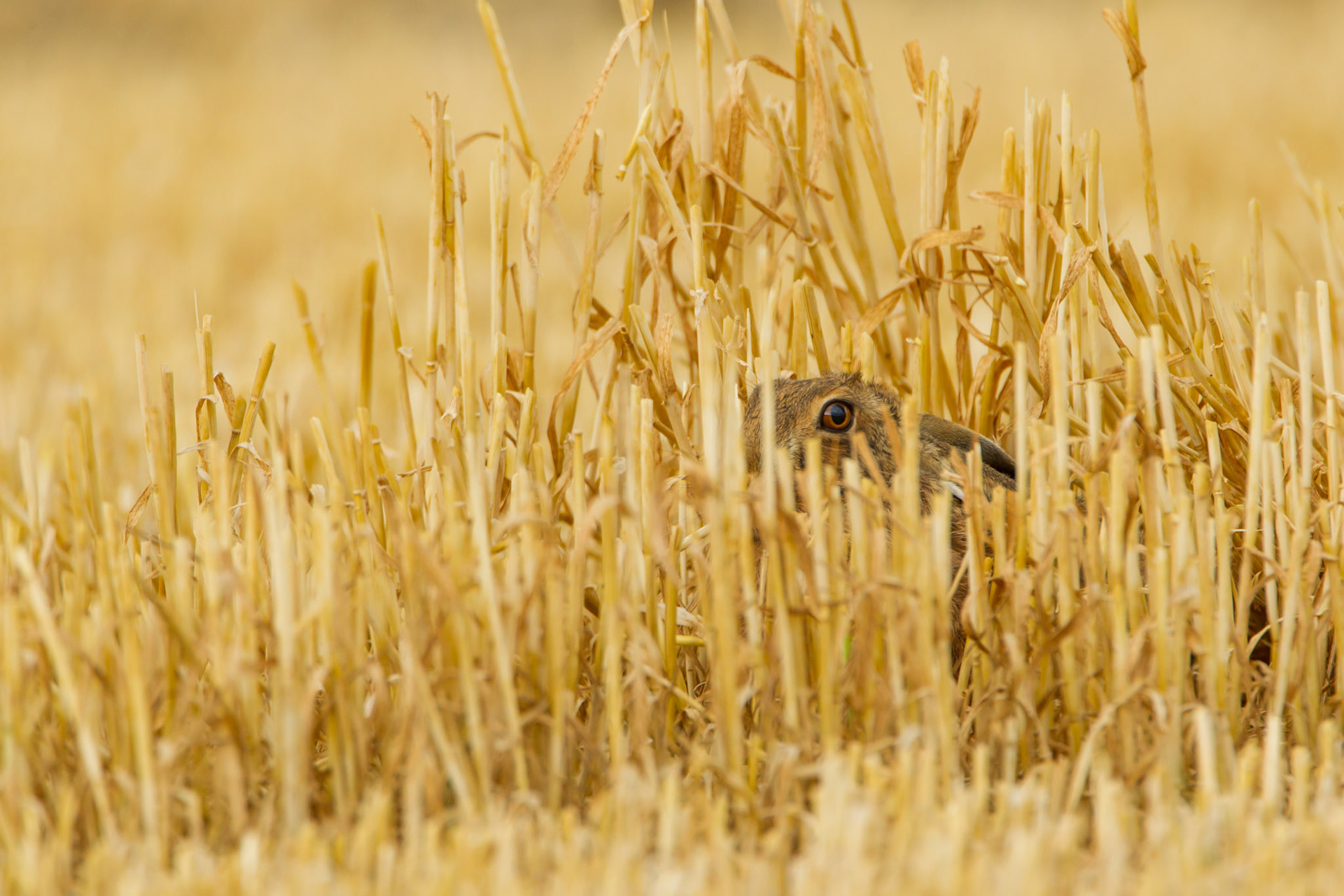 Brown Hare, Lepus europaeus, adult, hiding in stubble ,in golden evening light, Summer, Powys, Wales, UK