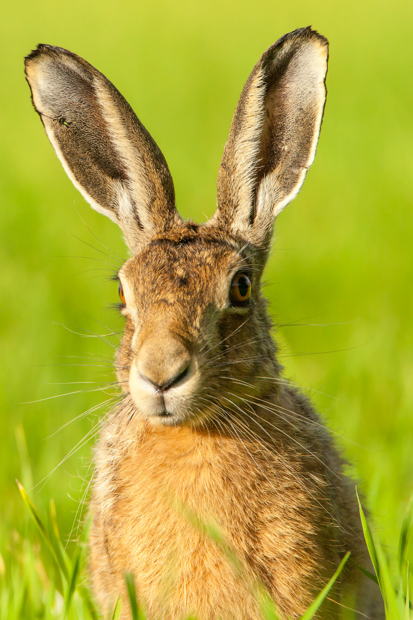 Brown hare, Lepus europaeus, adult, standing in field looking at camera, summer,  West Midlands, England, UK