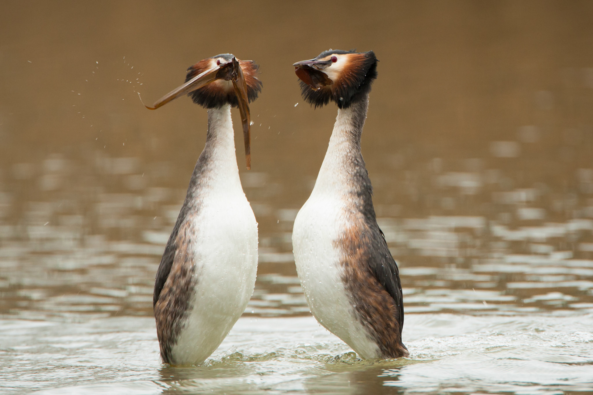 Great Crested Grebe courtship dance