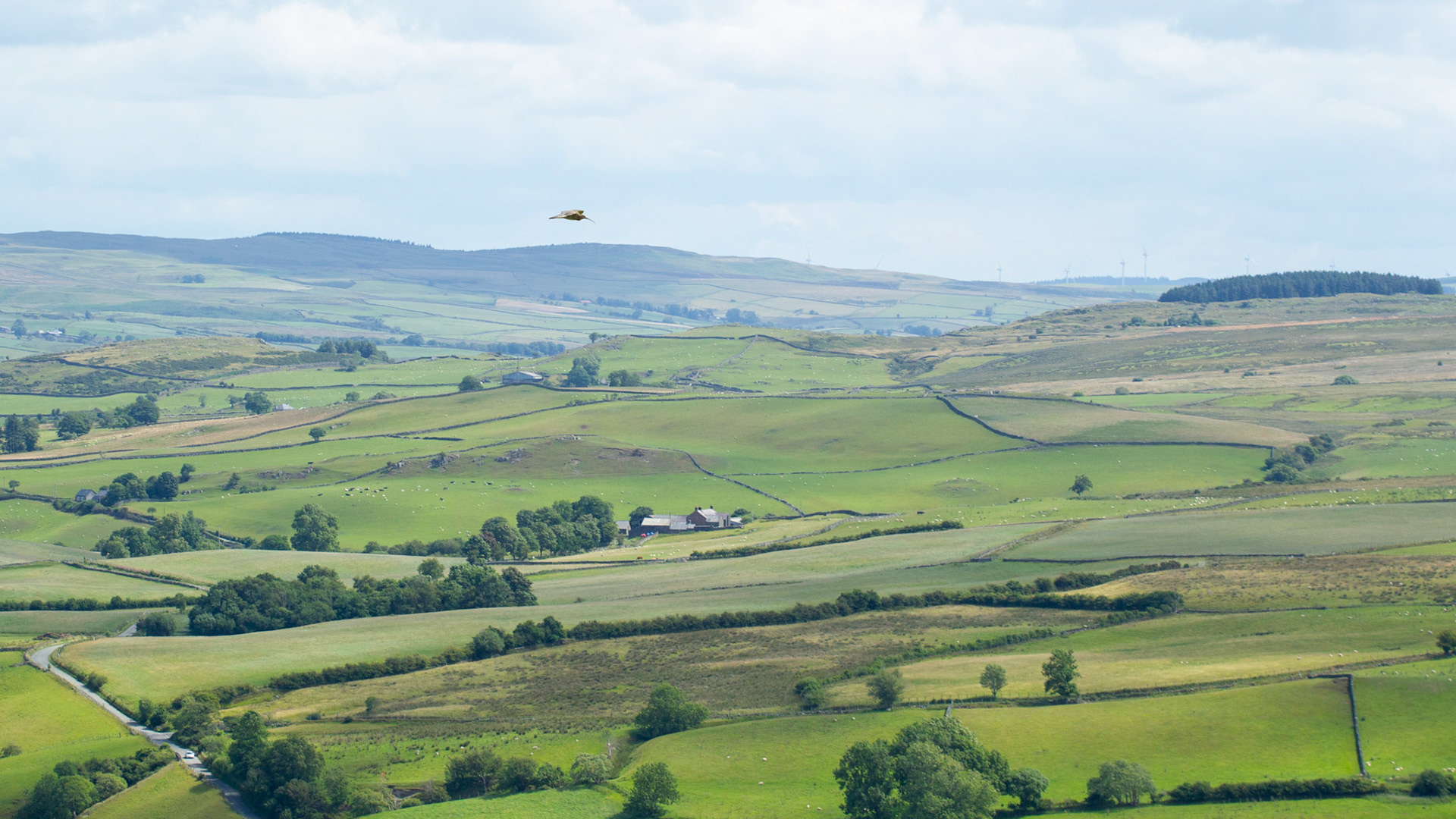Curlew, Numenius arquata, adult, in flight with farmland in background. Bird small in frame. Summer, North Wales, UK.