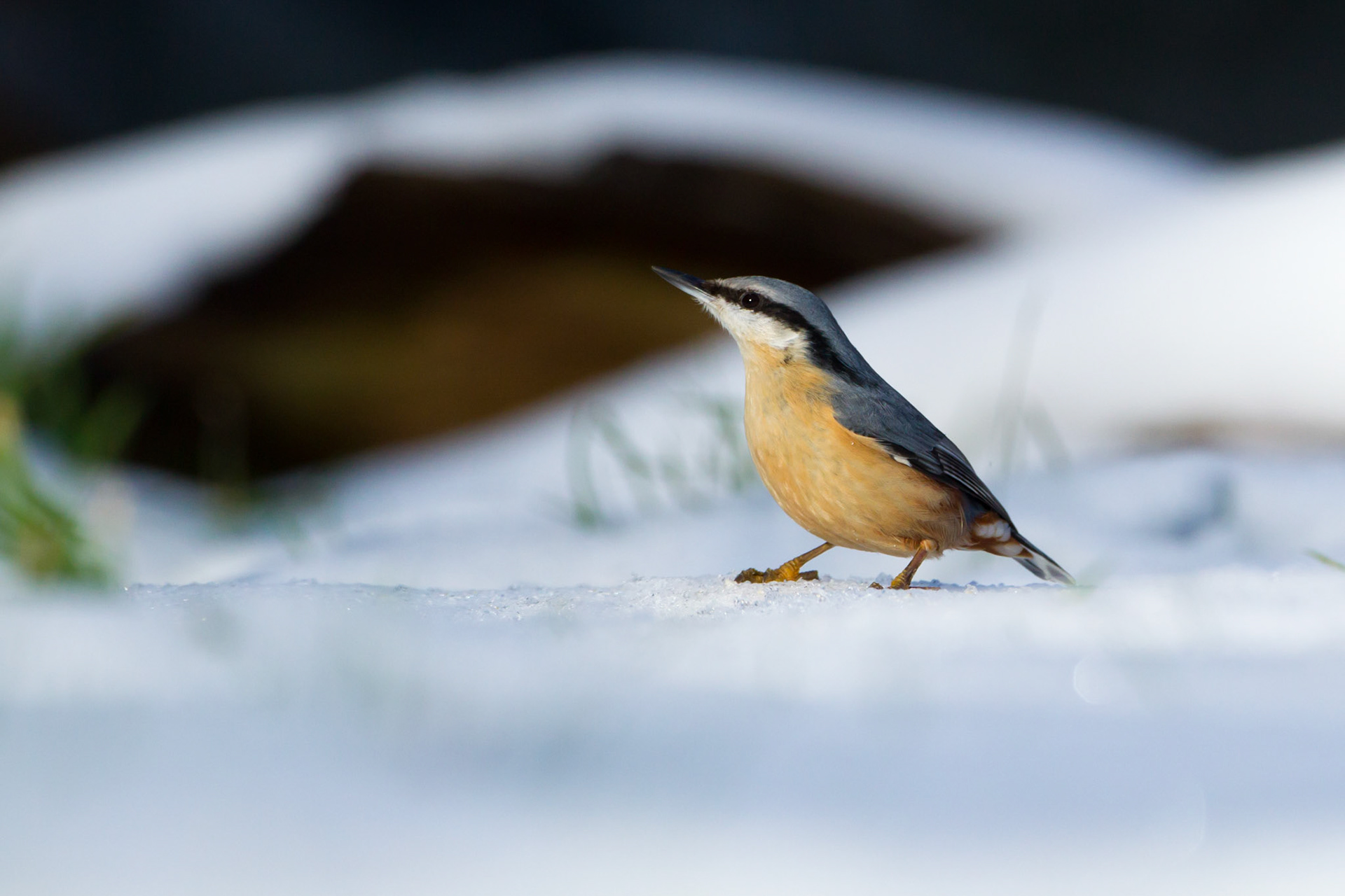 Nuthatch, Sitta europaea, adult, standing in snow, winter, North Wales, UK