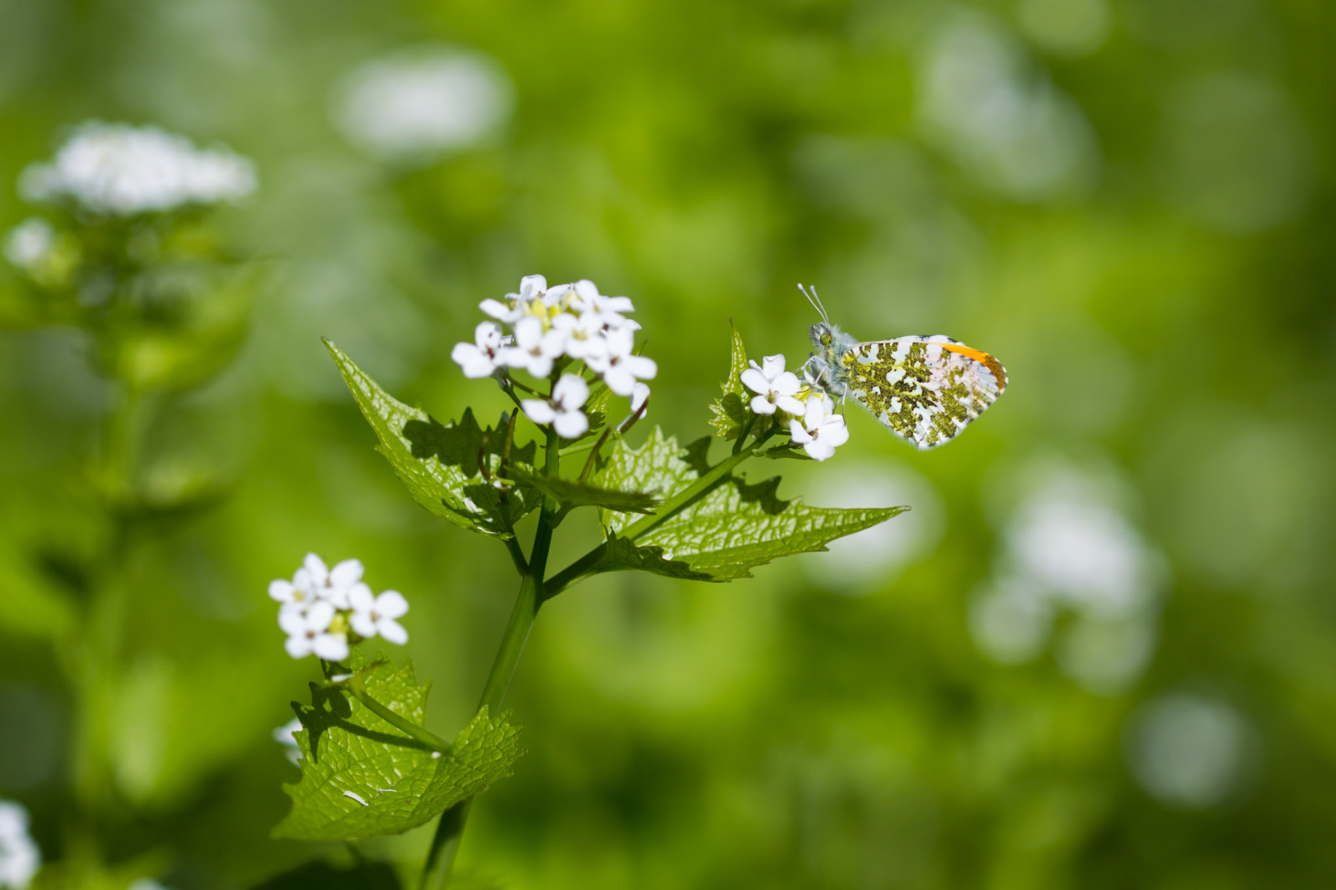 Orange-tip butterfly, male, Anthocharis cardamines, on plant, spring, North Wales, UK.