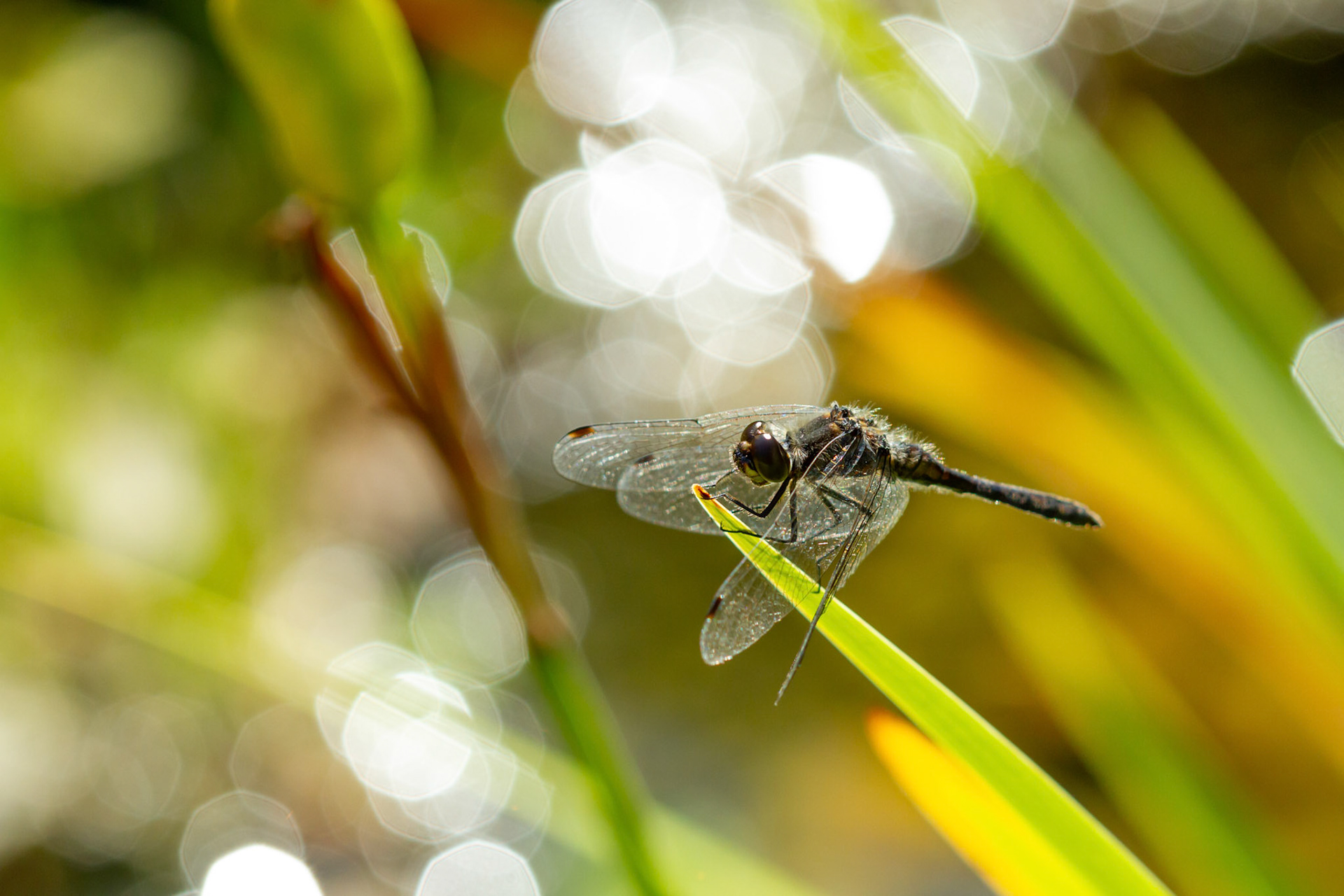 Black Darter dragonfly, Sympetrum danae, male, adult resting on plant over water, Summer, Wales, UK.