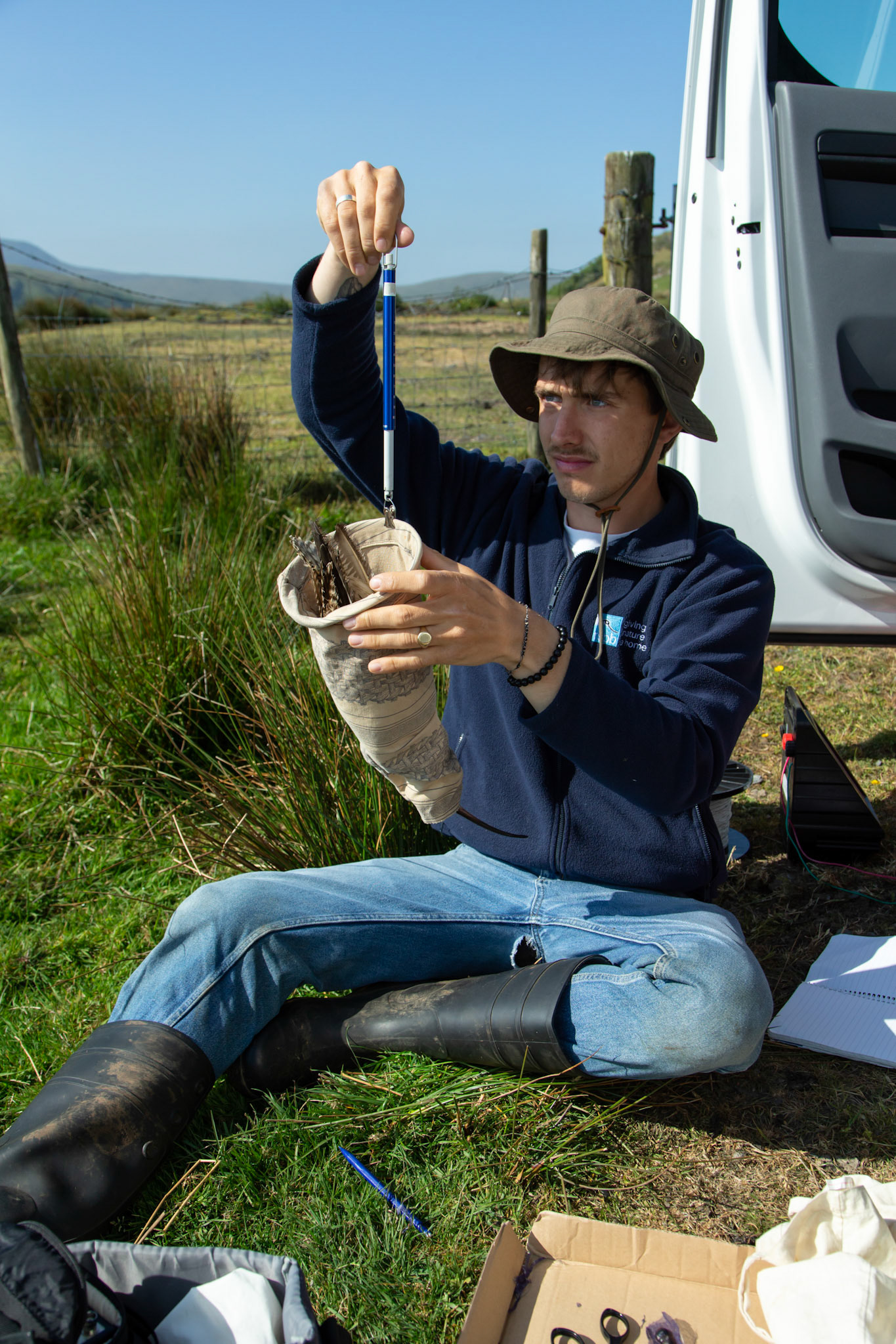 RSPB staff member weighing adult Curlew. Spring, North Wales moor, Wales, UK