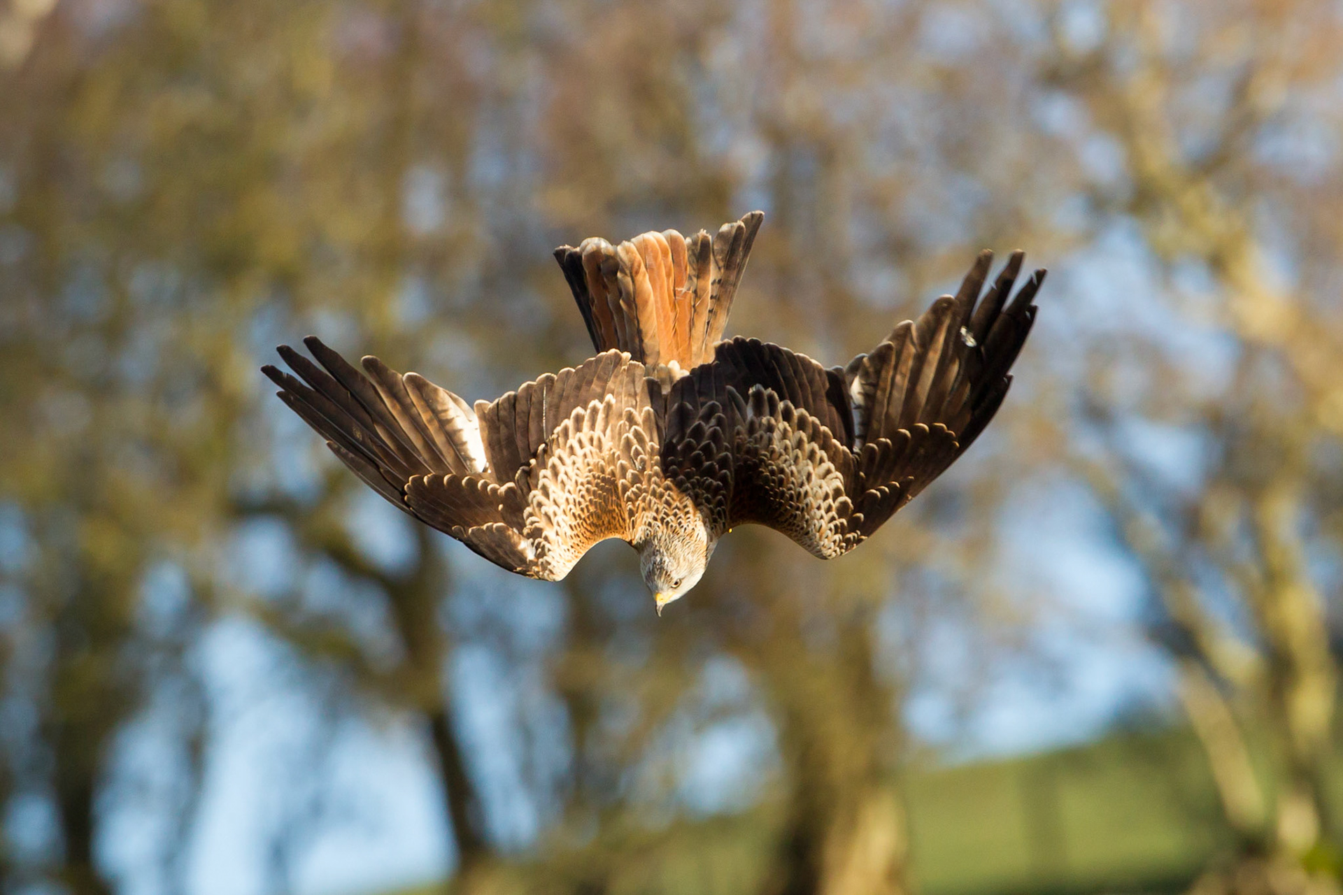 Red Kite, Milvus Milvus, adult, diving for food at feeding station. Winter. Rhayader, Powys,UK
